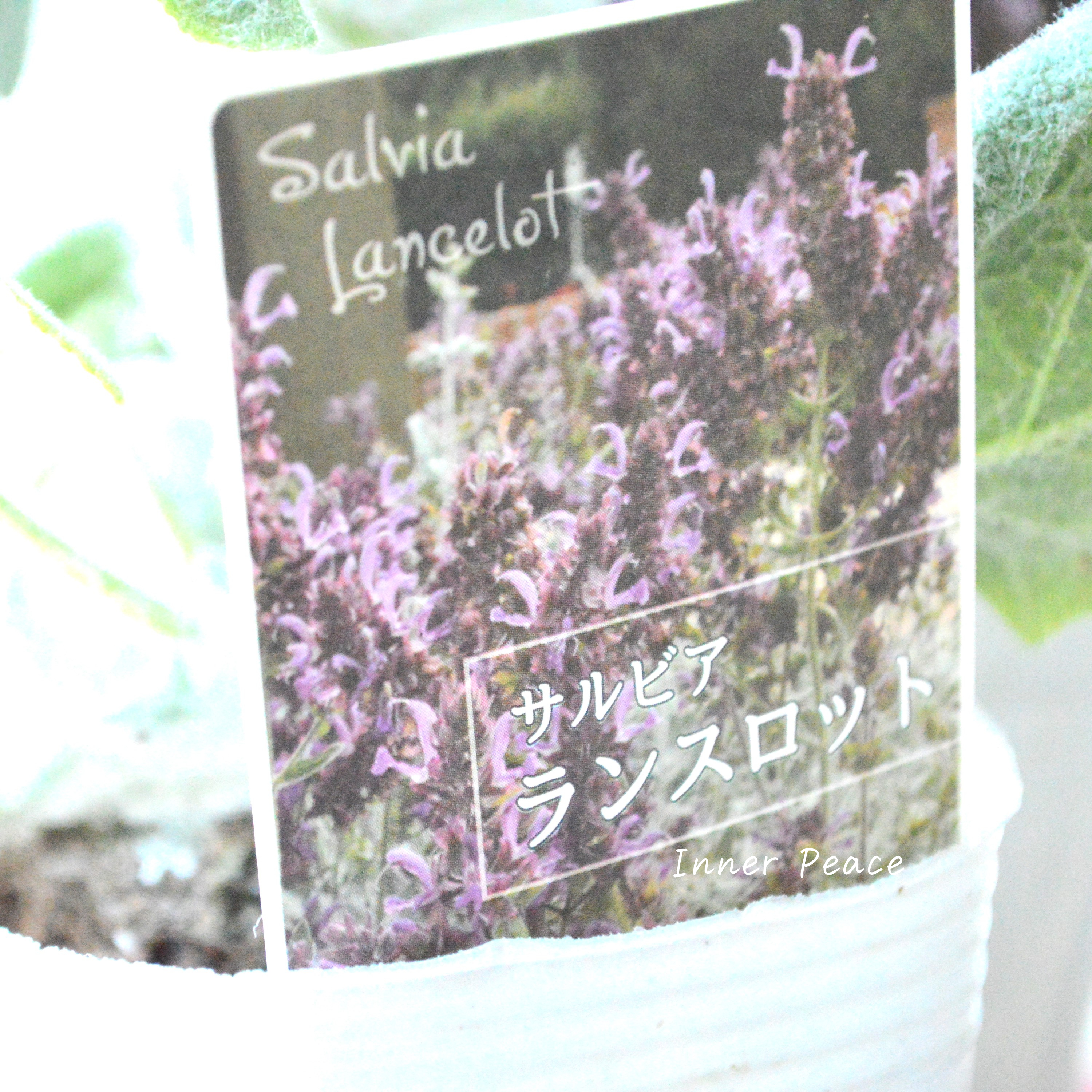 【宿根】 サルビア 『カナリエンシス・ランスロット』 3寸POT