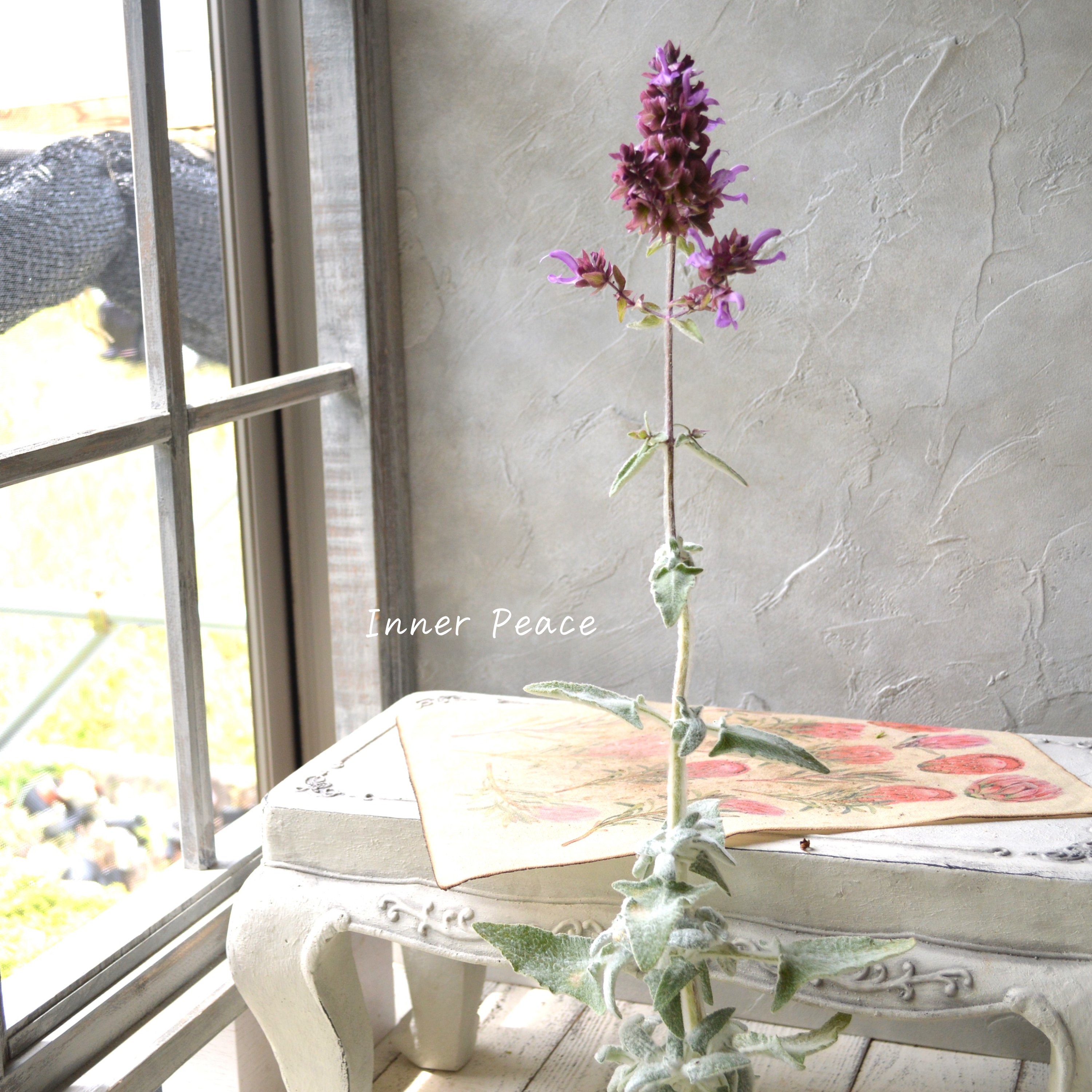 【宿根】 サルビア 『カナリエンシス・ランスロット』 3寸POT