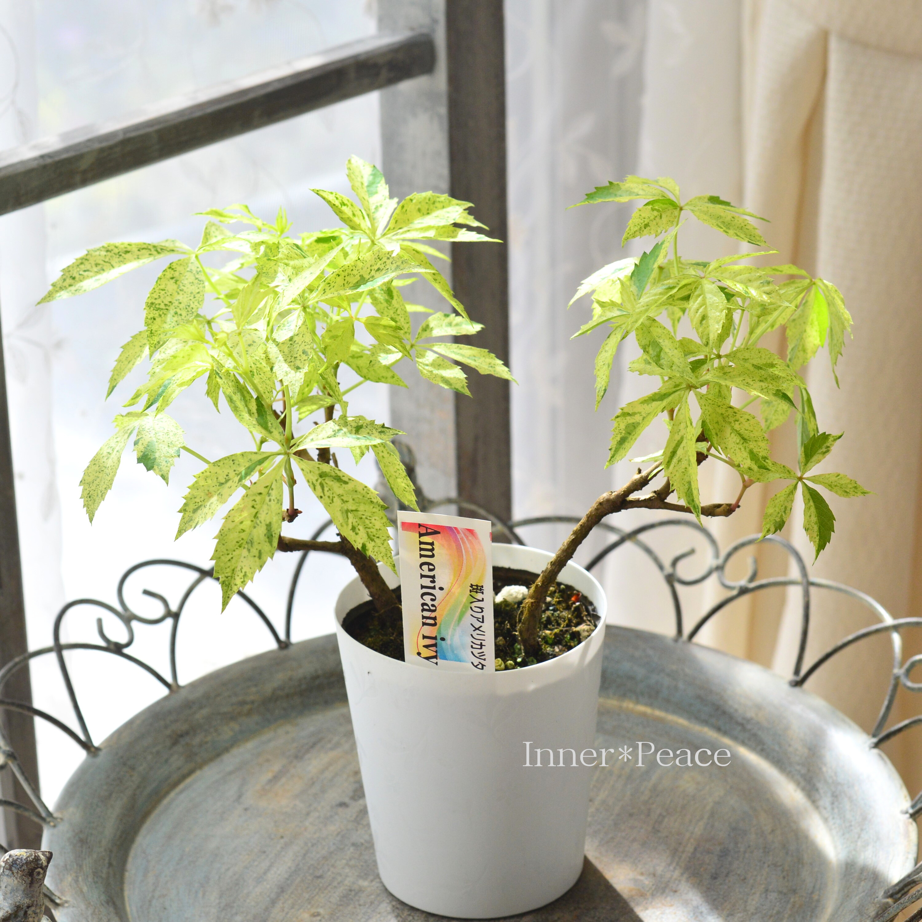 【斑入り】 アメリカヅタ 3.5寸POT