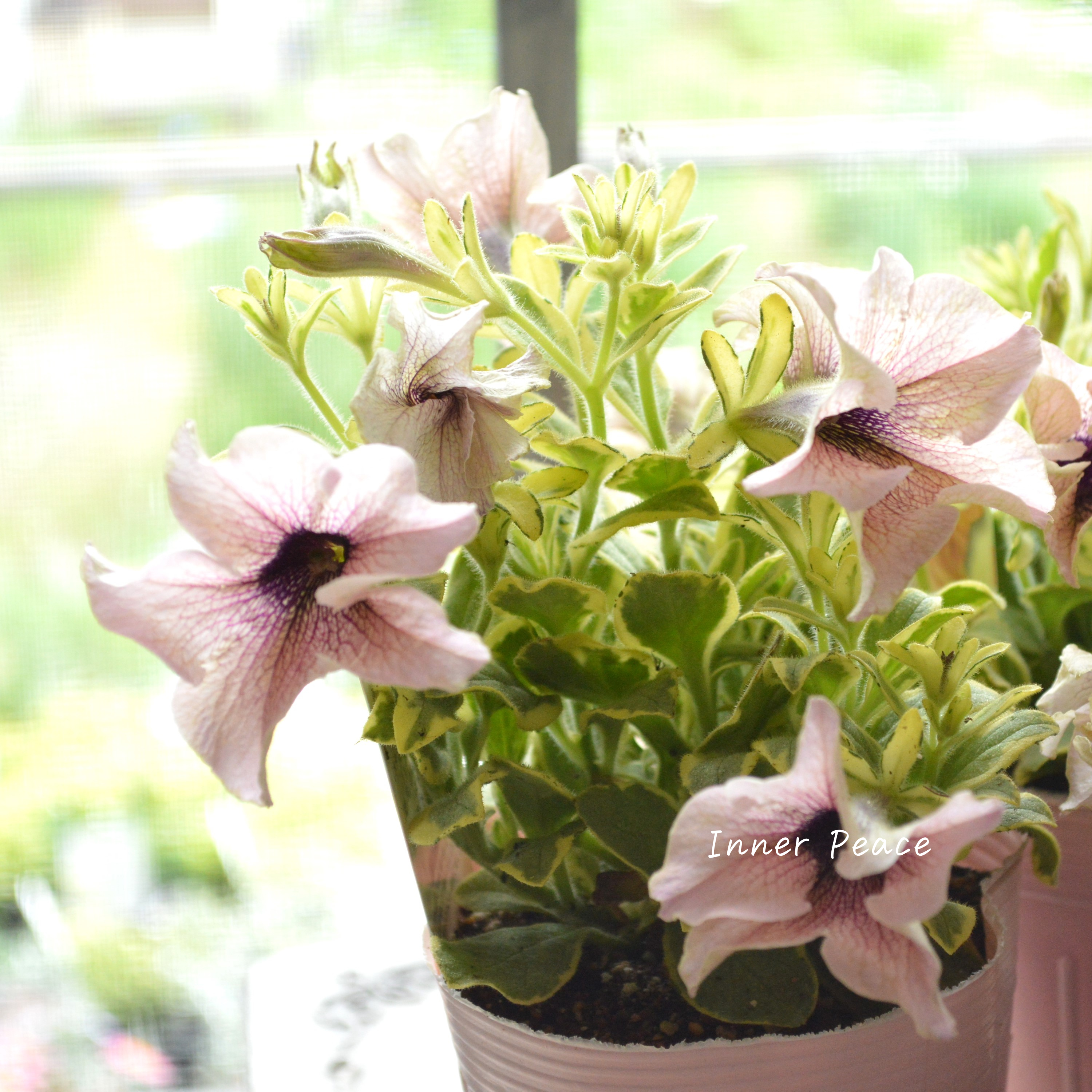 【斑入り】 ペチュニア 『インカのペチュニア・ミルクティーバリエガータ』 3.5寸POT