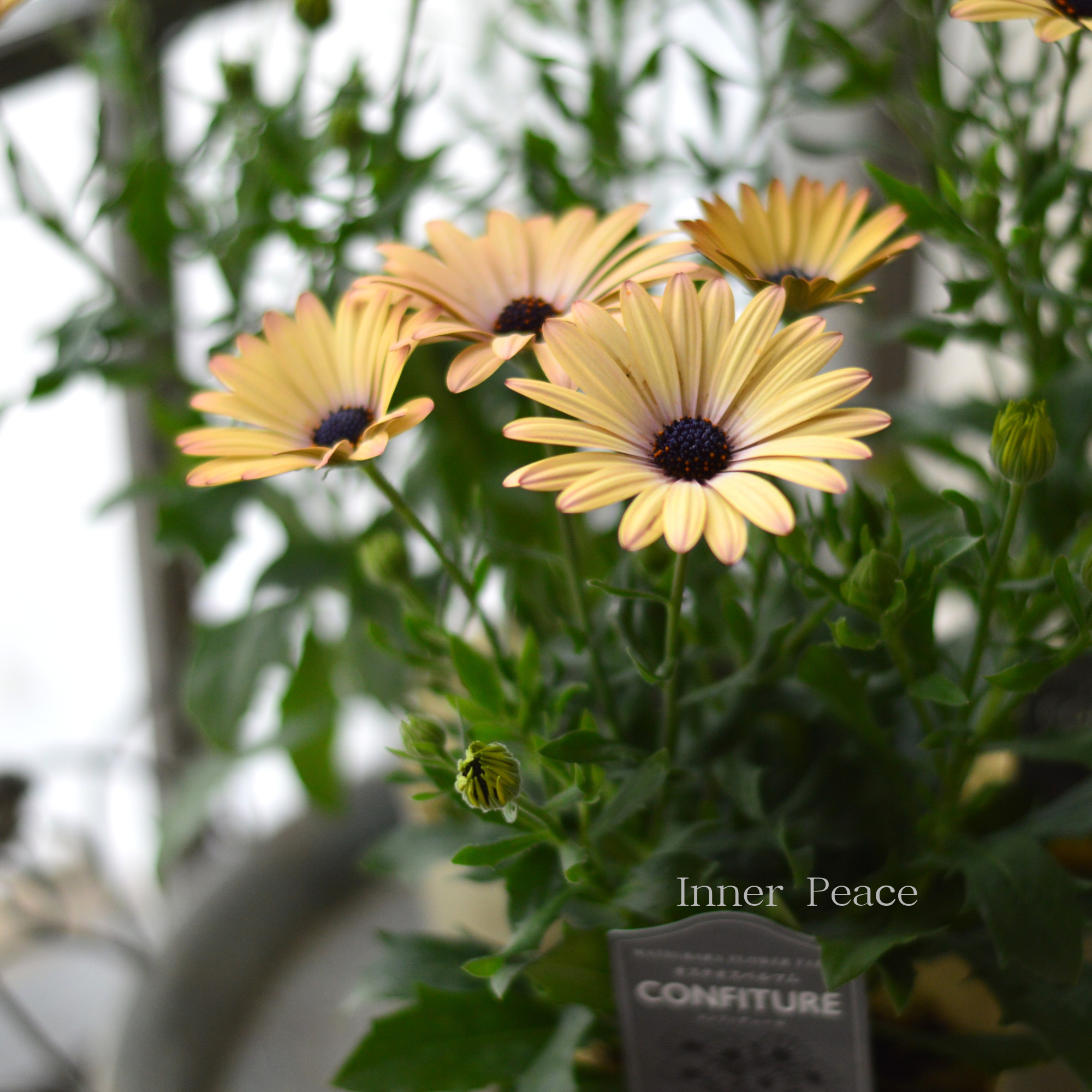 【マツバラフラワーファームさん】 オステオスペルマム 『コンフィチュール・ピーチ』 3寸ロングPOT