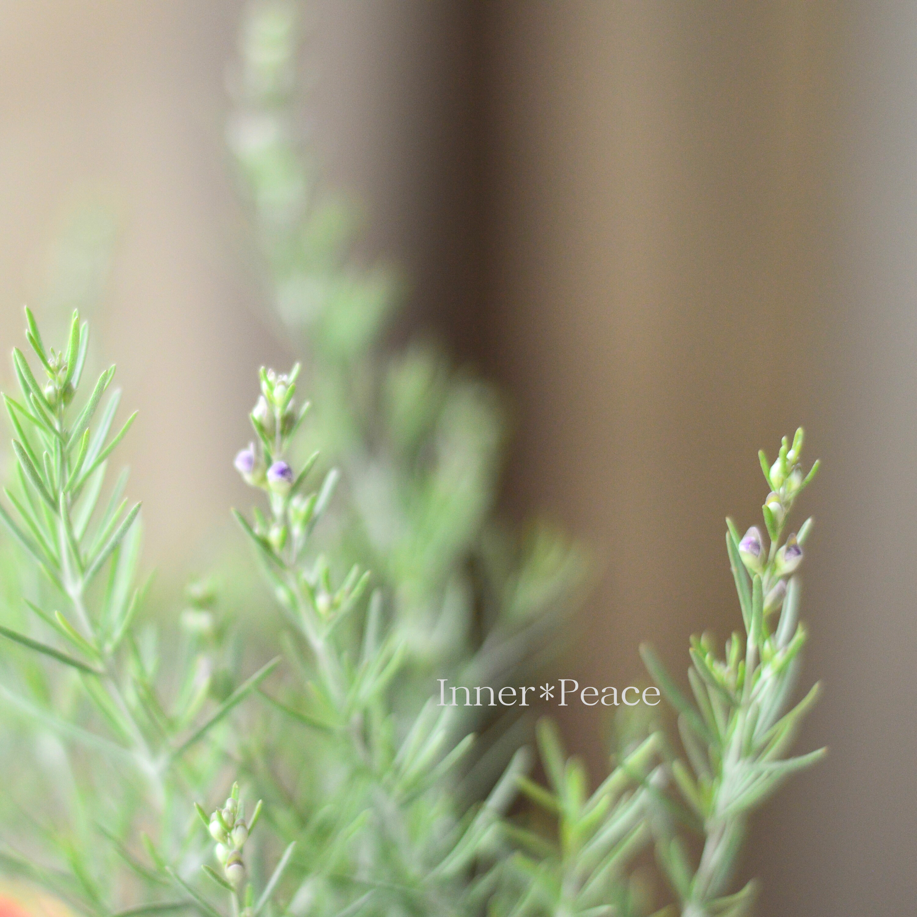 【常緑】 プロスタンテラ(ミントブッシュ) 2.5寸POT