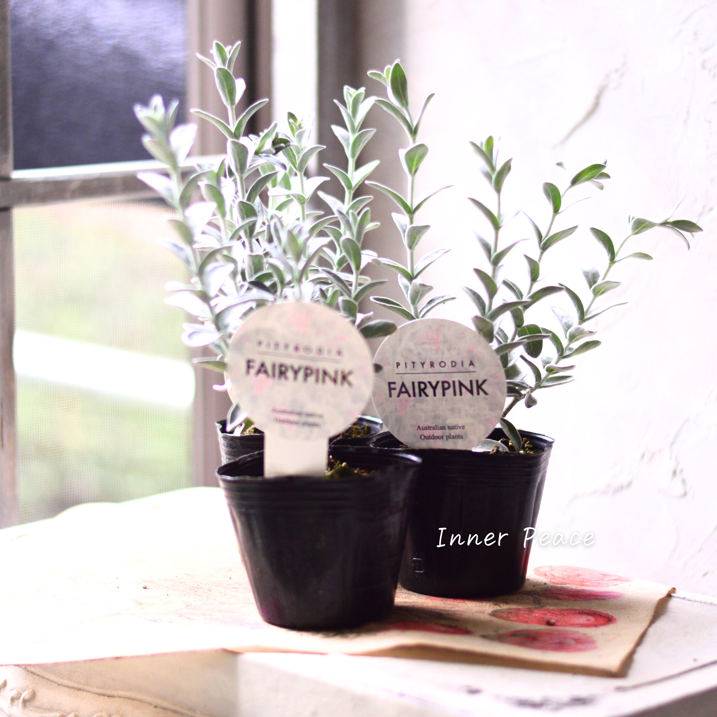 【常緑低木】 ピティロディア 『フェアリーピンク』 3寸POT