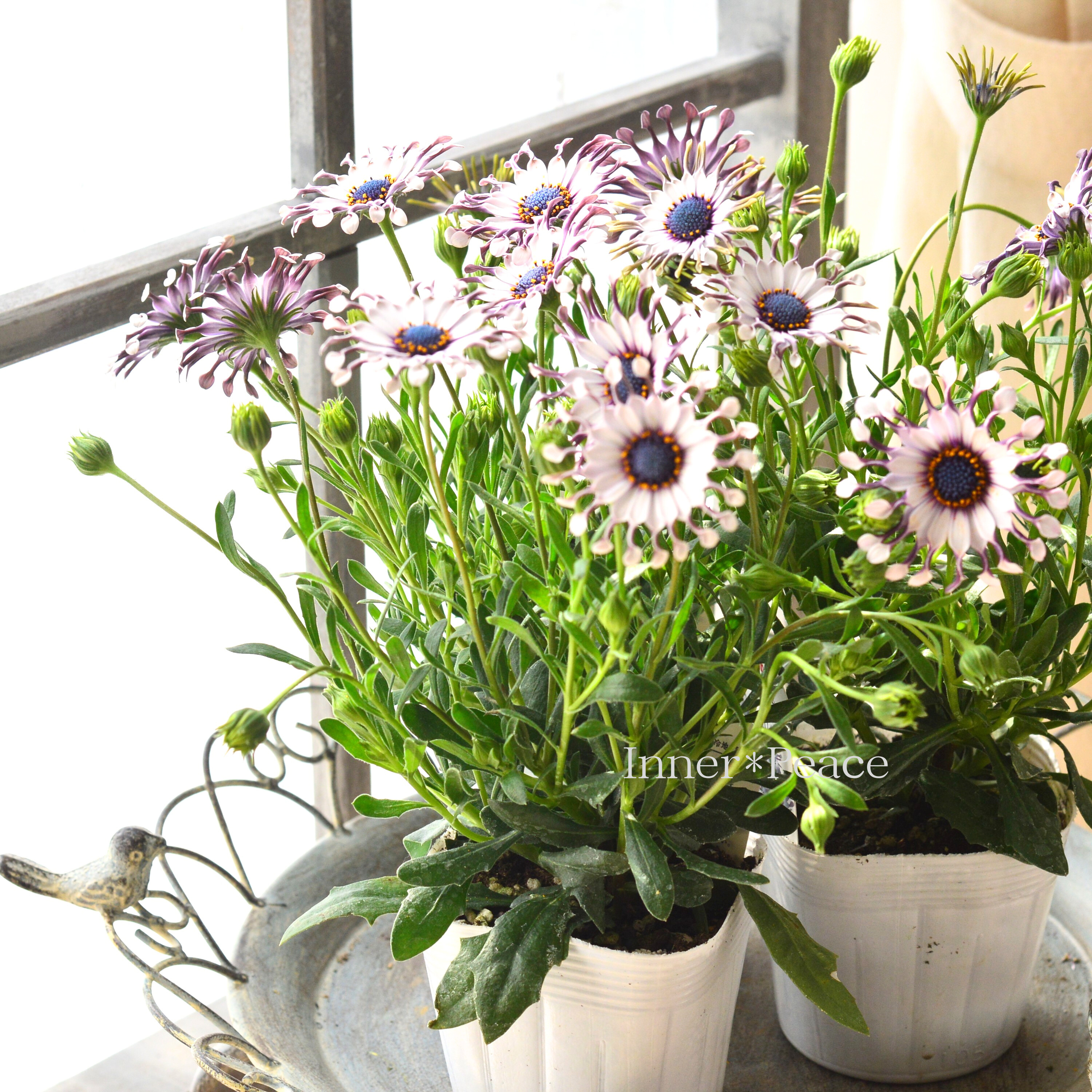 【個性的】 オステオスペルマム 『サニー・フィリップ』 3.5寸POT