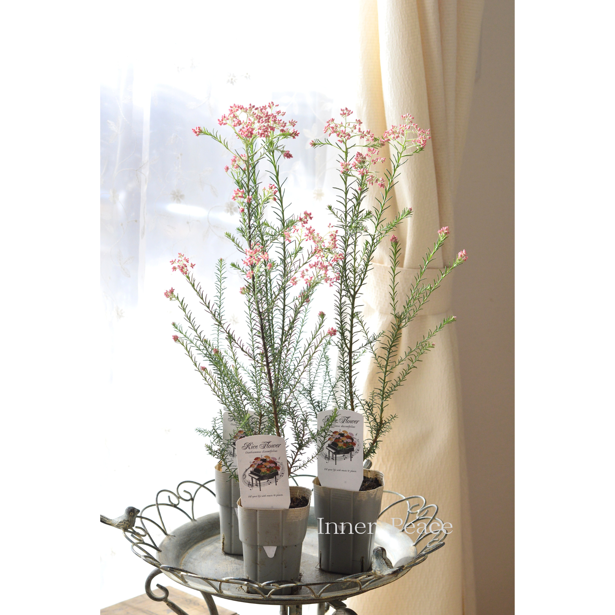 【人気】 ライスフラワー 『ピンク』 3寸ロングPOT