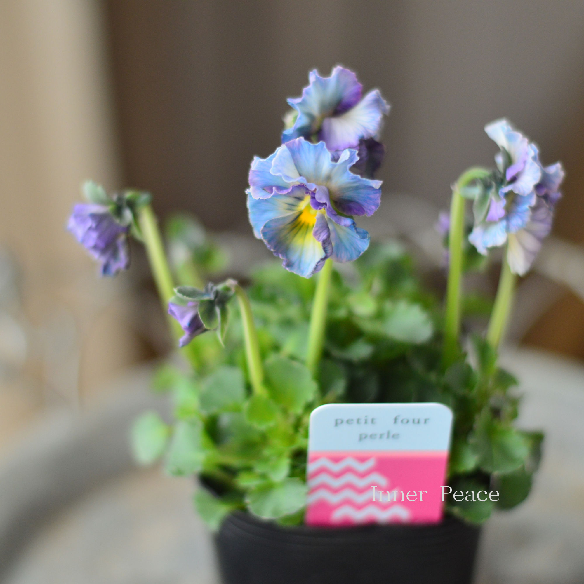 【ハルグリンさん】 ビオラ 『プティフール・ペルル 1番』 3寸POT