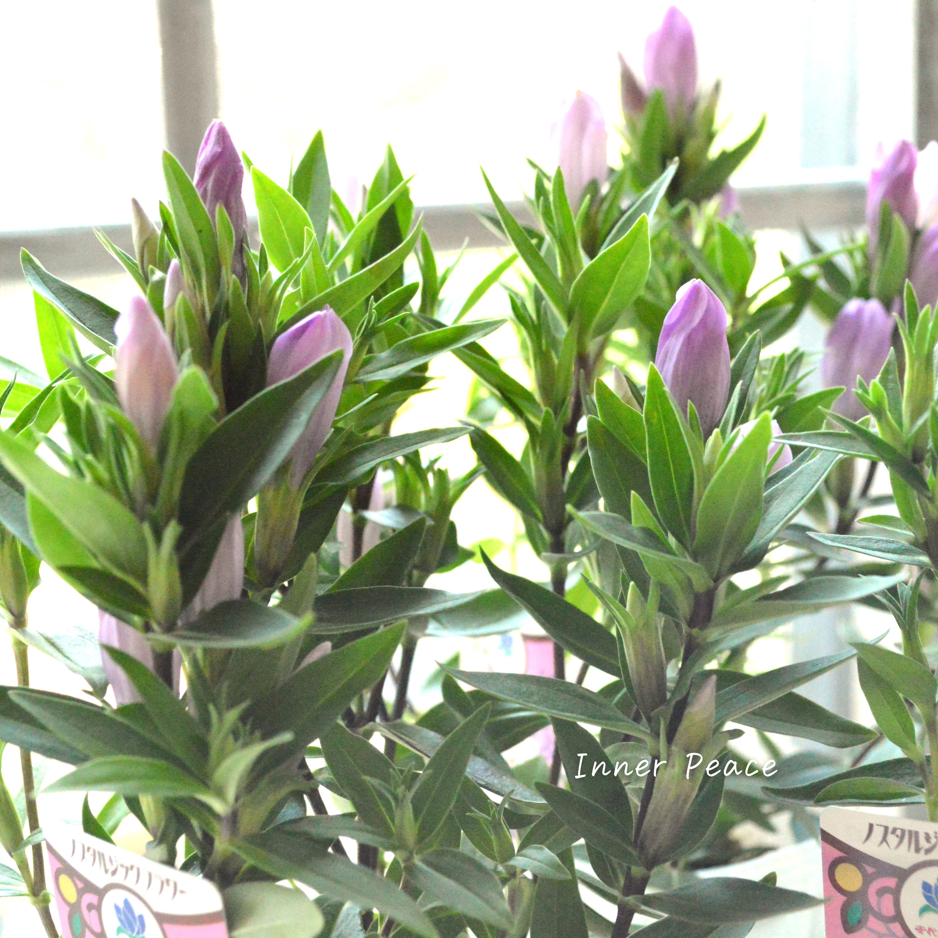 【宿根】 リンドウ 『メルヘンアシロ』 3寸POT