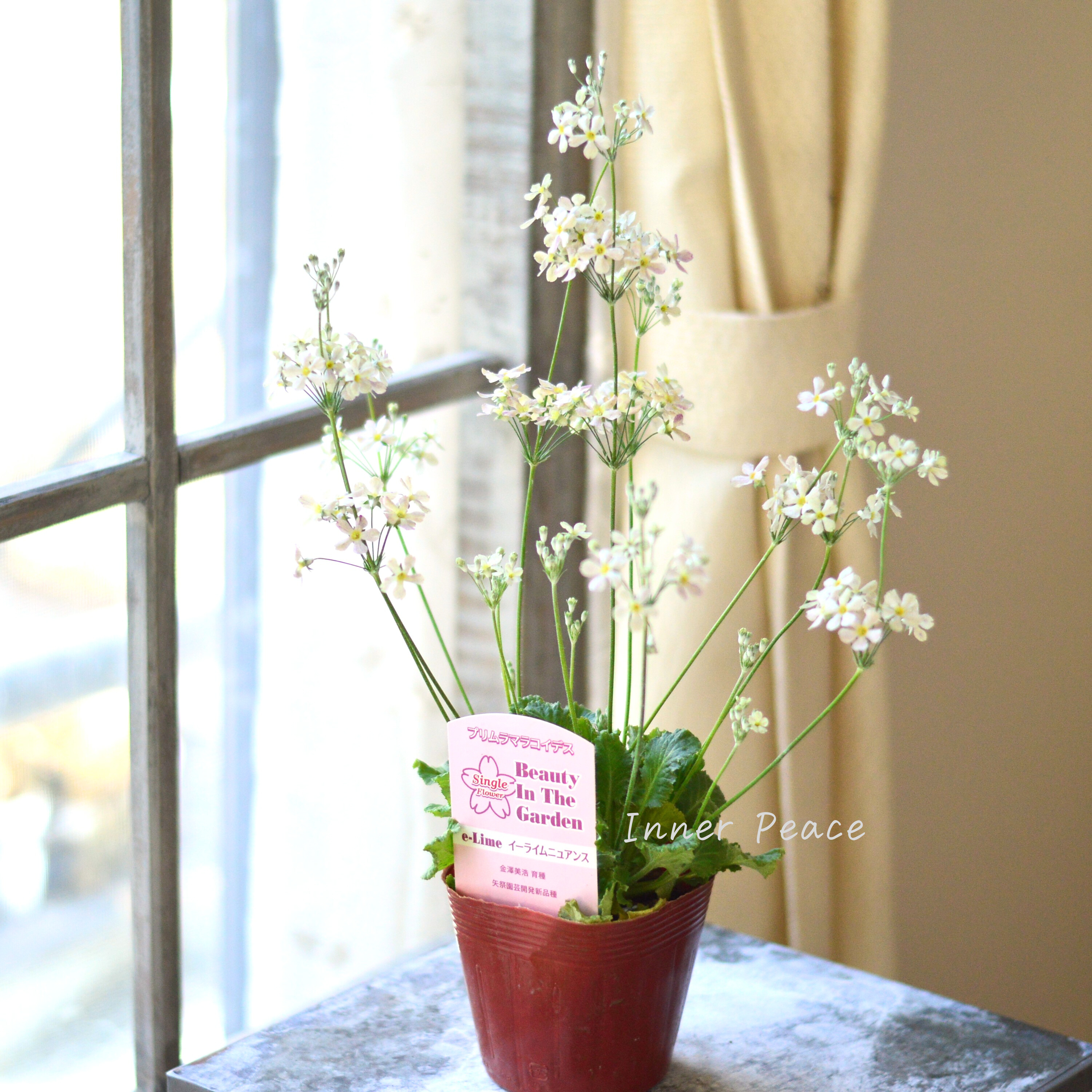 【可憐】 プリムラ マラコイデス 『イーライムニュアンス』 3.5寸POT