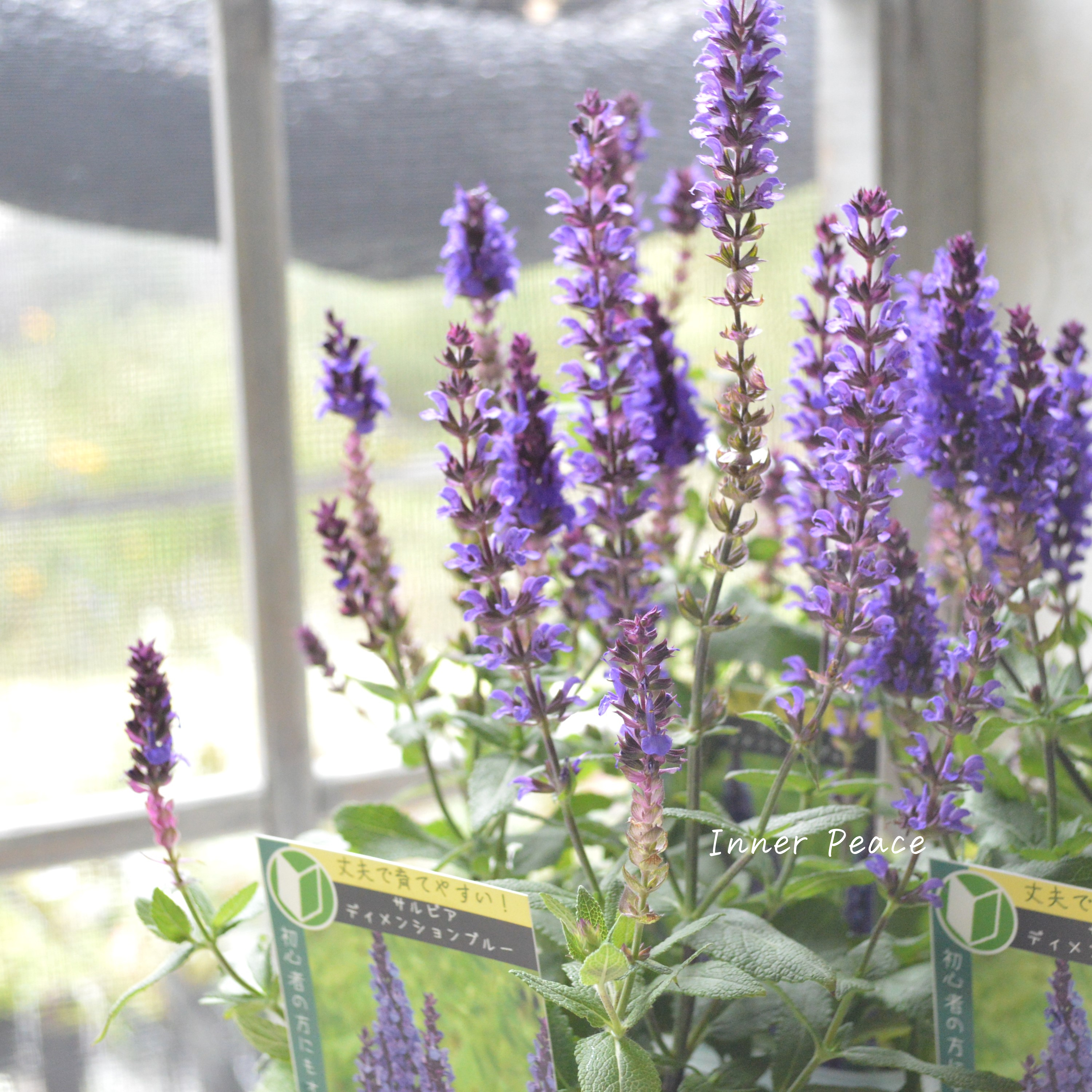 【宿根】 サルビア 『ディメンションブルー』 3.5寸POT