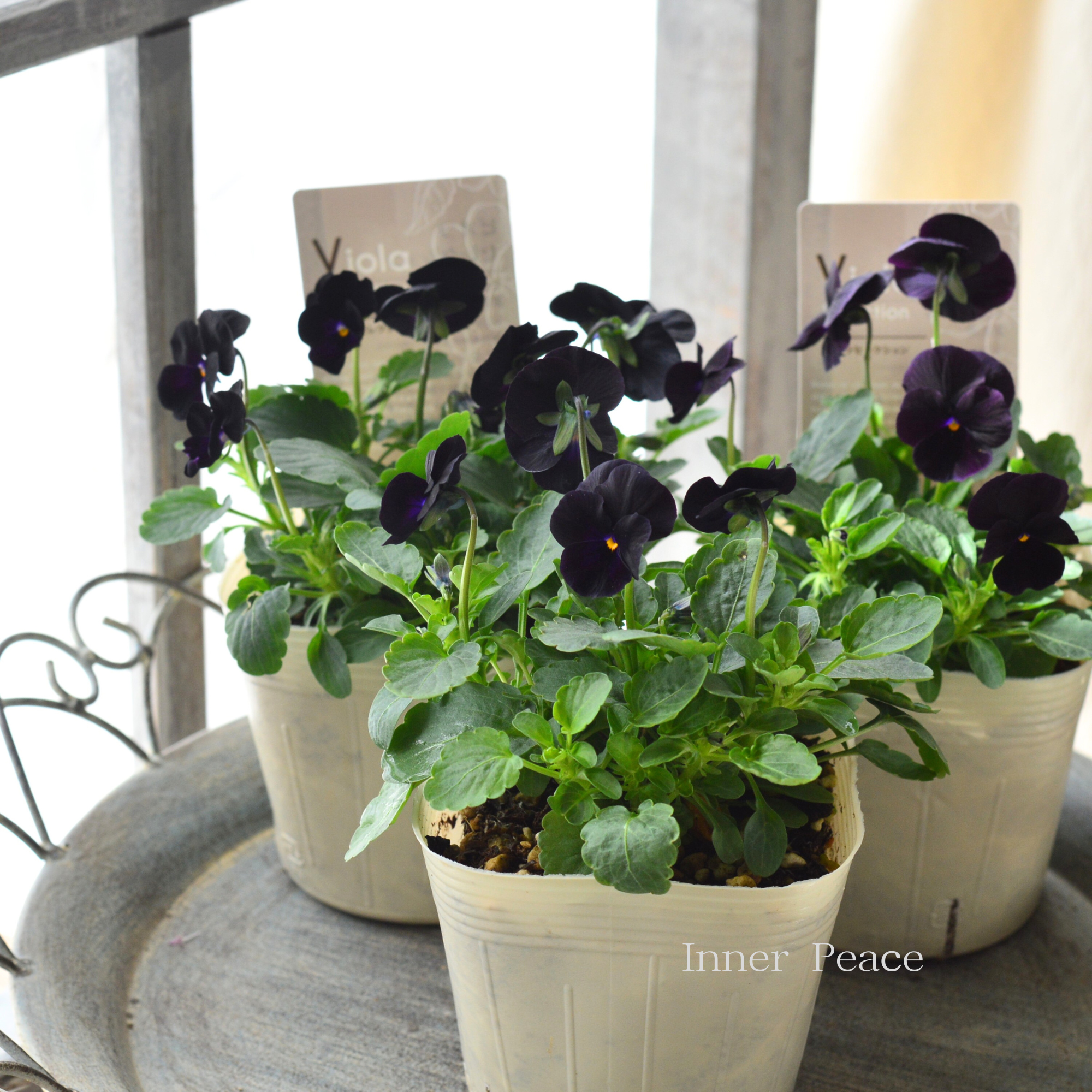 【素敵】 ビオラ 『ソルベ・ブラックデライト』 3.5寸POT