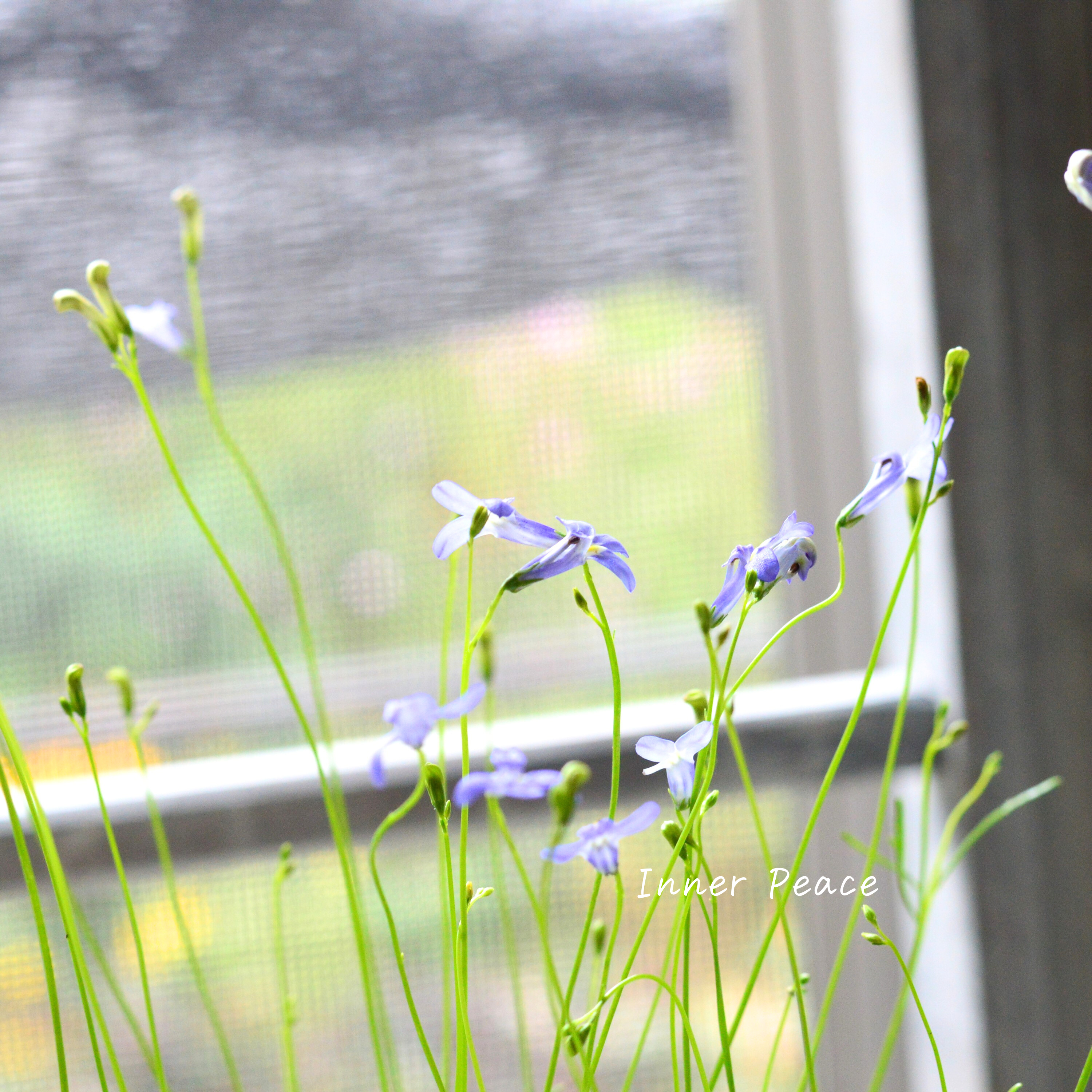 【開花期が長い】 ロベリア 『パラシオンブルー』 3寸POT