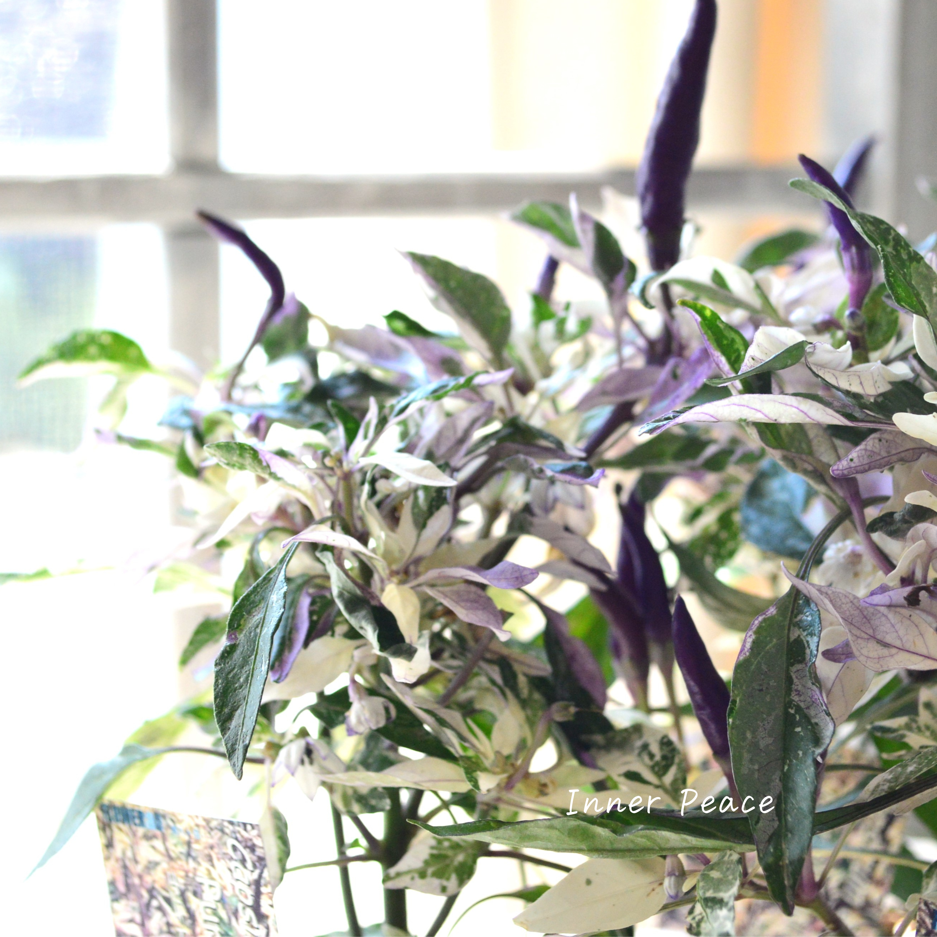 【暑さに強い】 トウガラシ 『パープルレイン』 3寸POT