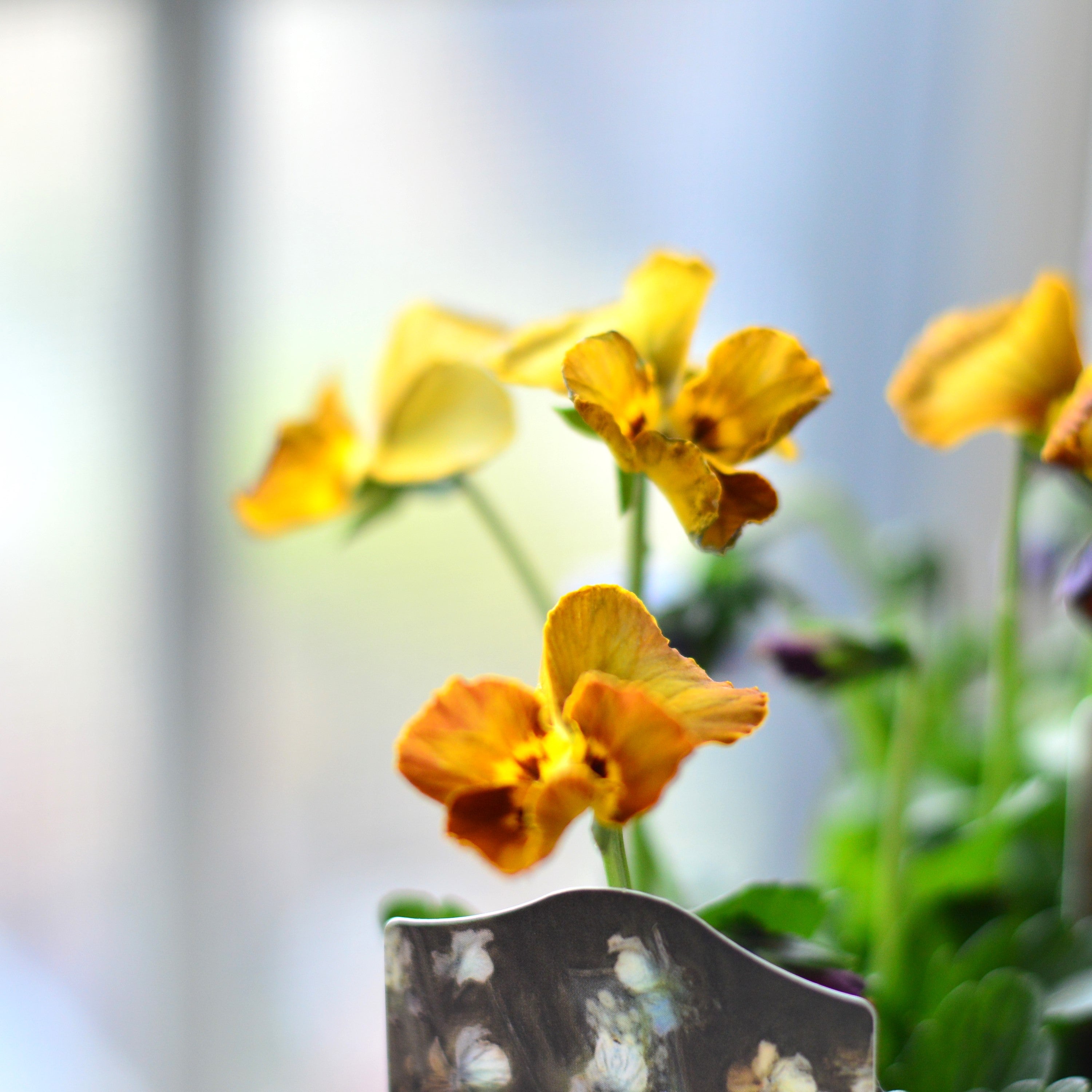 【希少】 ナラティブフラワーズさん 『パリアンパレット』 3寸ロングPOT