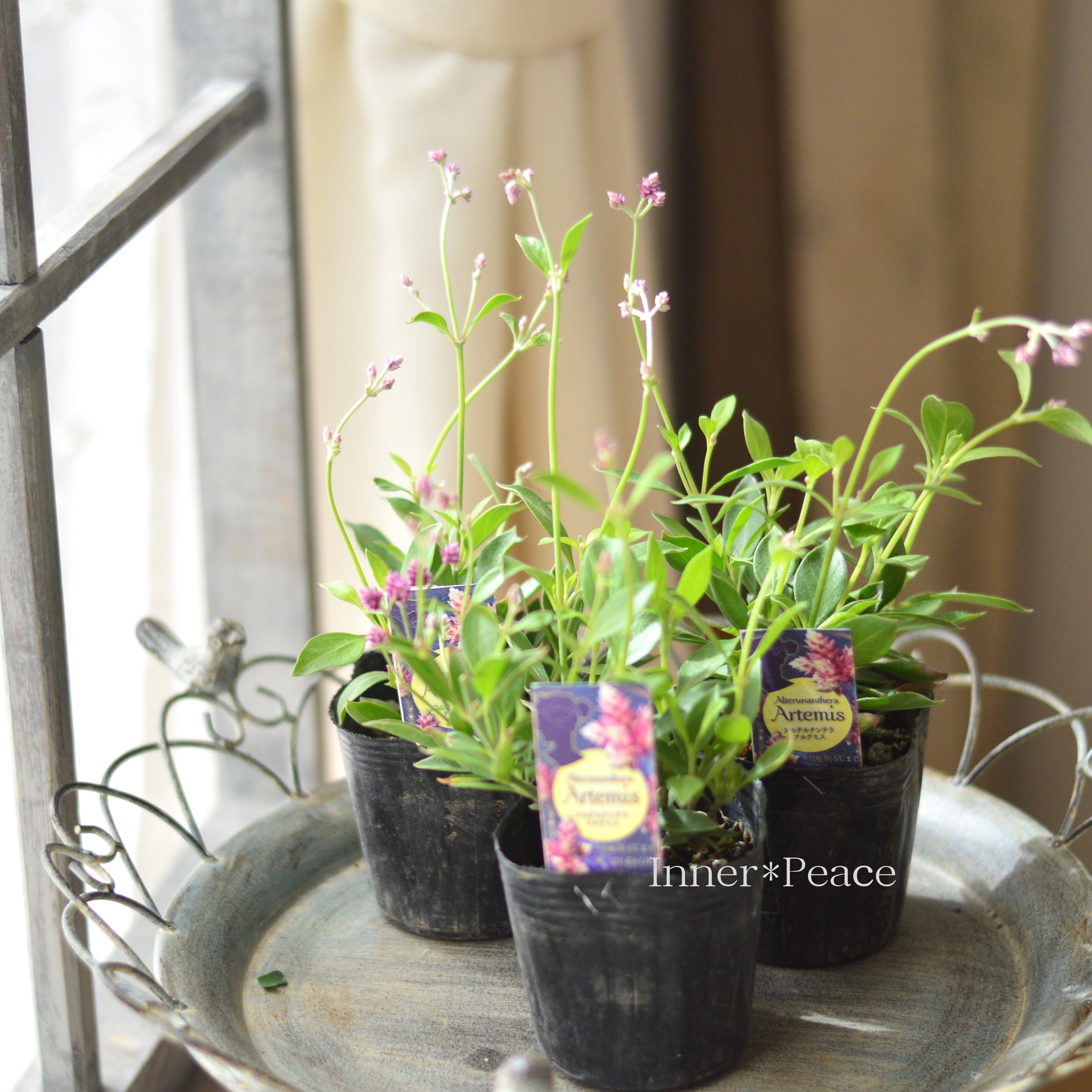 【かわいい】 アルテルナンテラ 『アルテミス』 3寸POT