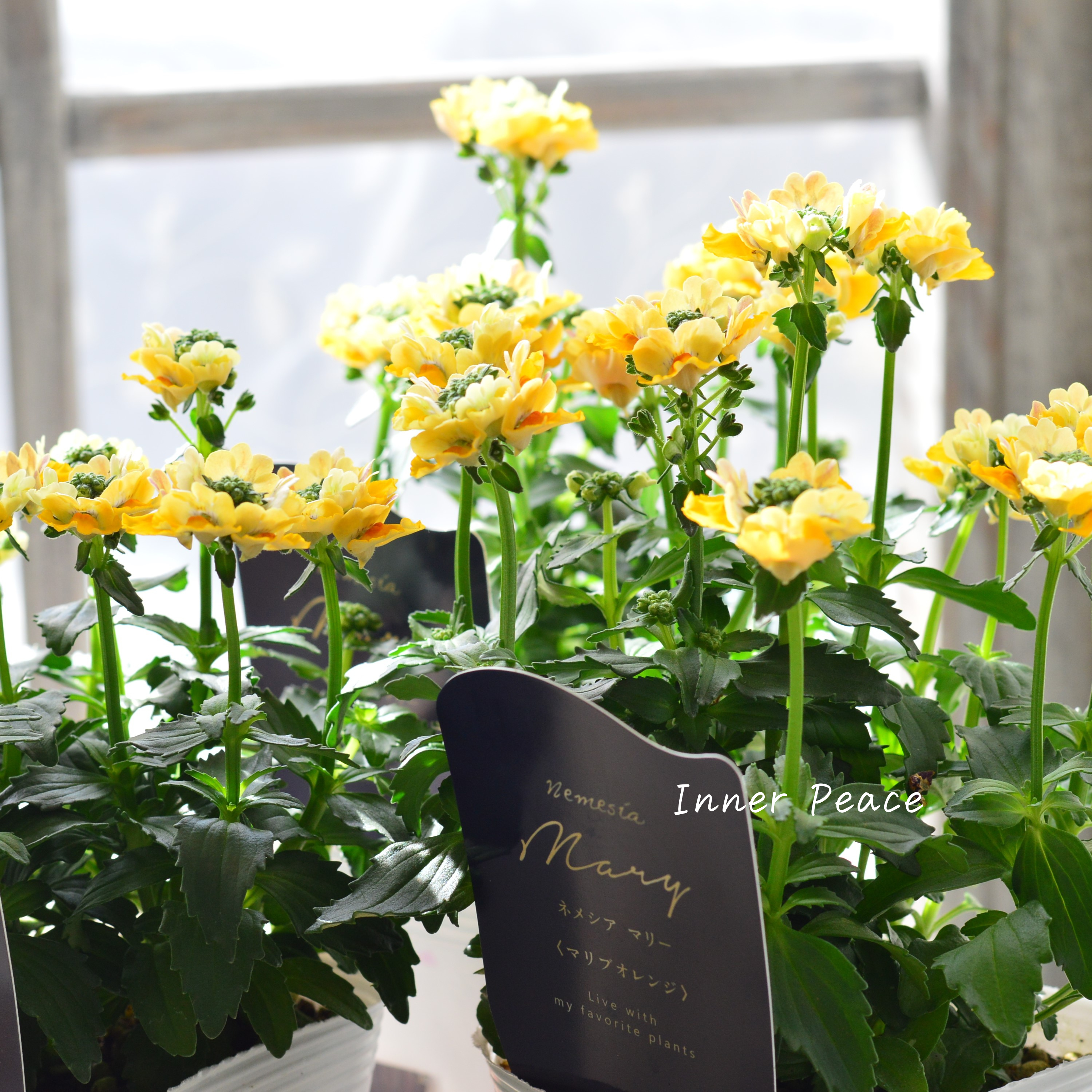 【花芳さん】 ネメシア 『マリー・マリブオレンジ』 3.5寸POT