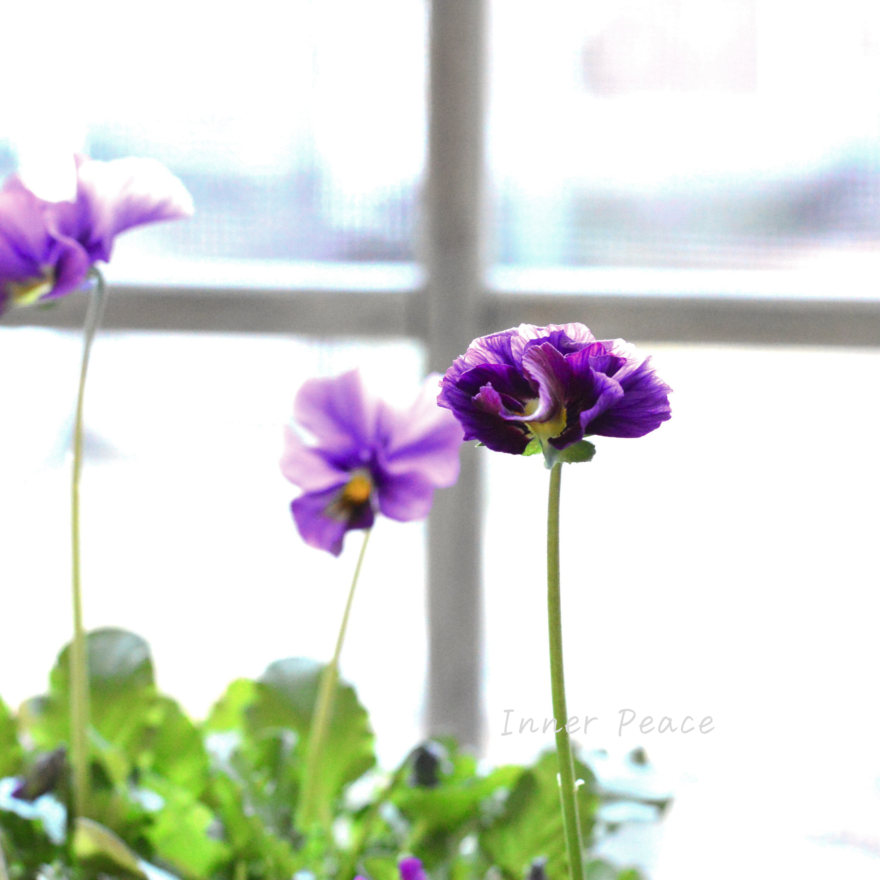 【吉村龍典さん育種ビオラ】 君待ちシリーズ 『Aタイプ』 3.5寸POT