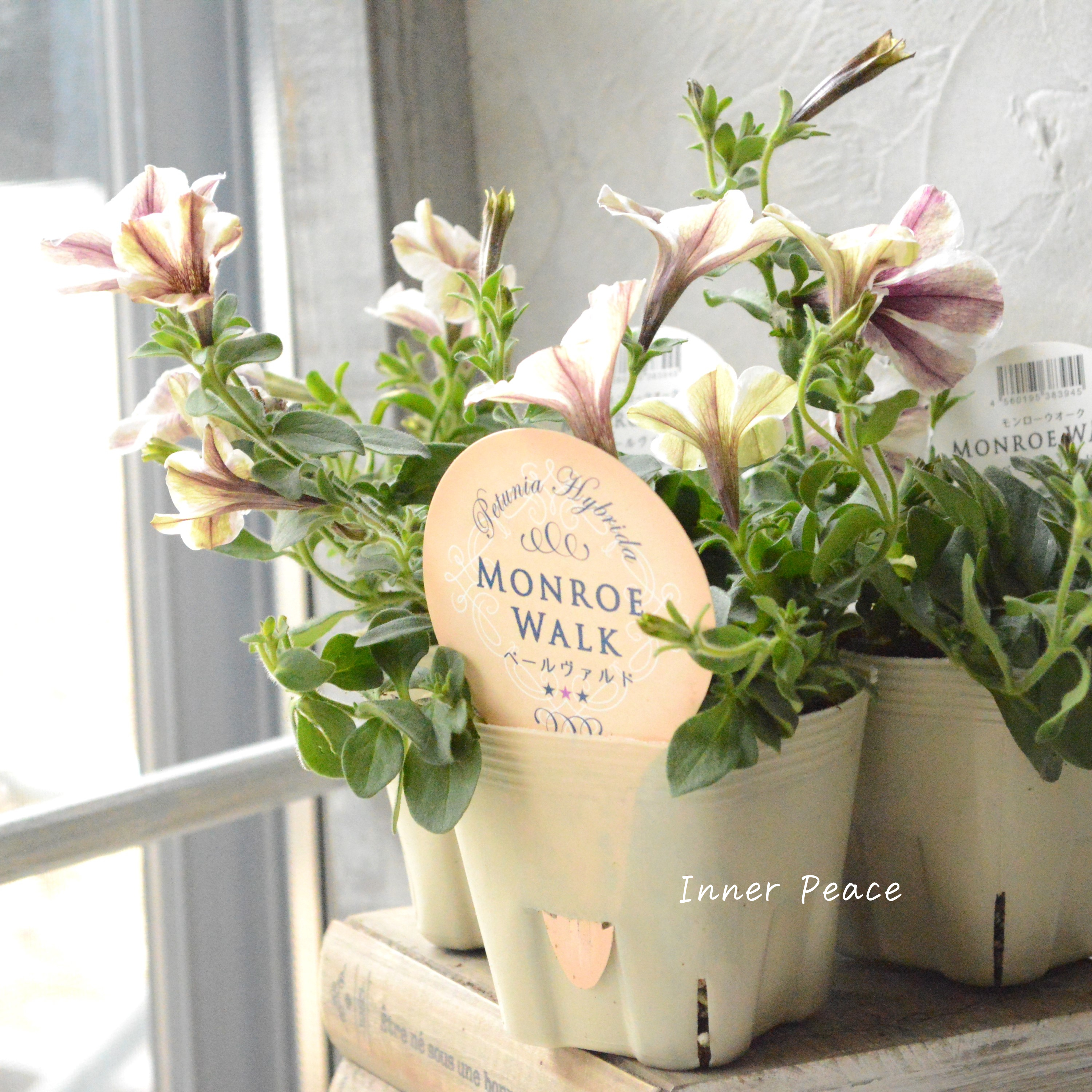 【花芳さんオリジナル】 ペチュニア 『モンローウォーク・ベールヴァルド』 3.5寸POT