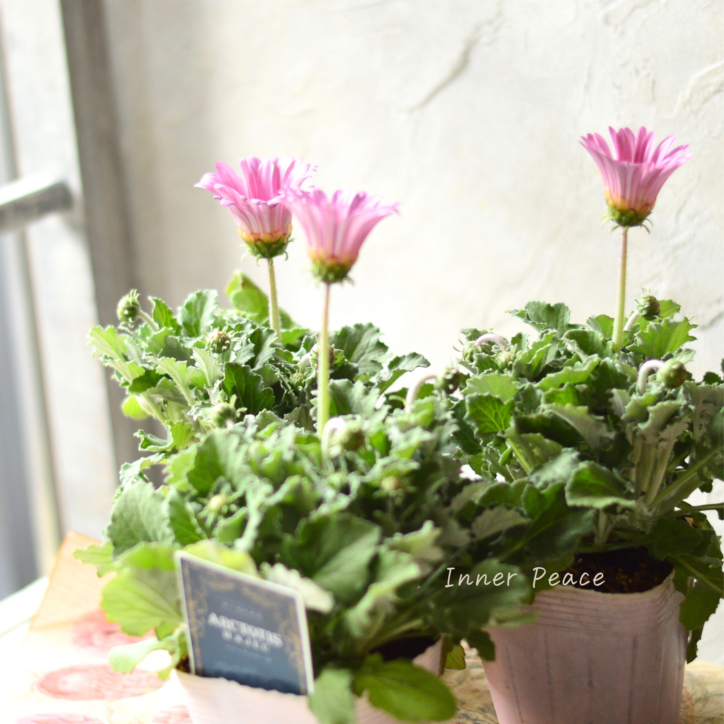 【かわいい】 アークトチス 『マジックシリーズ・ピンク』 3.5寸POT