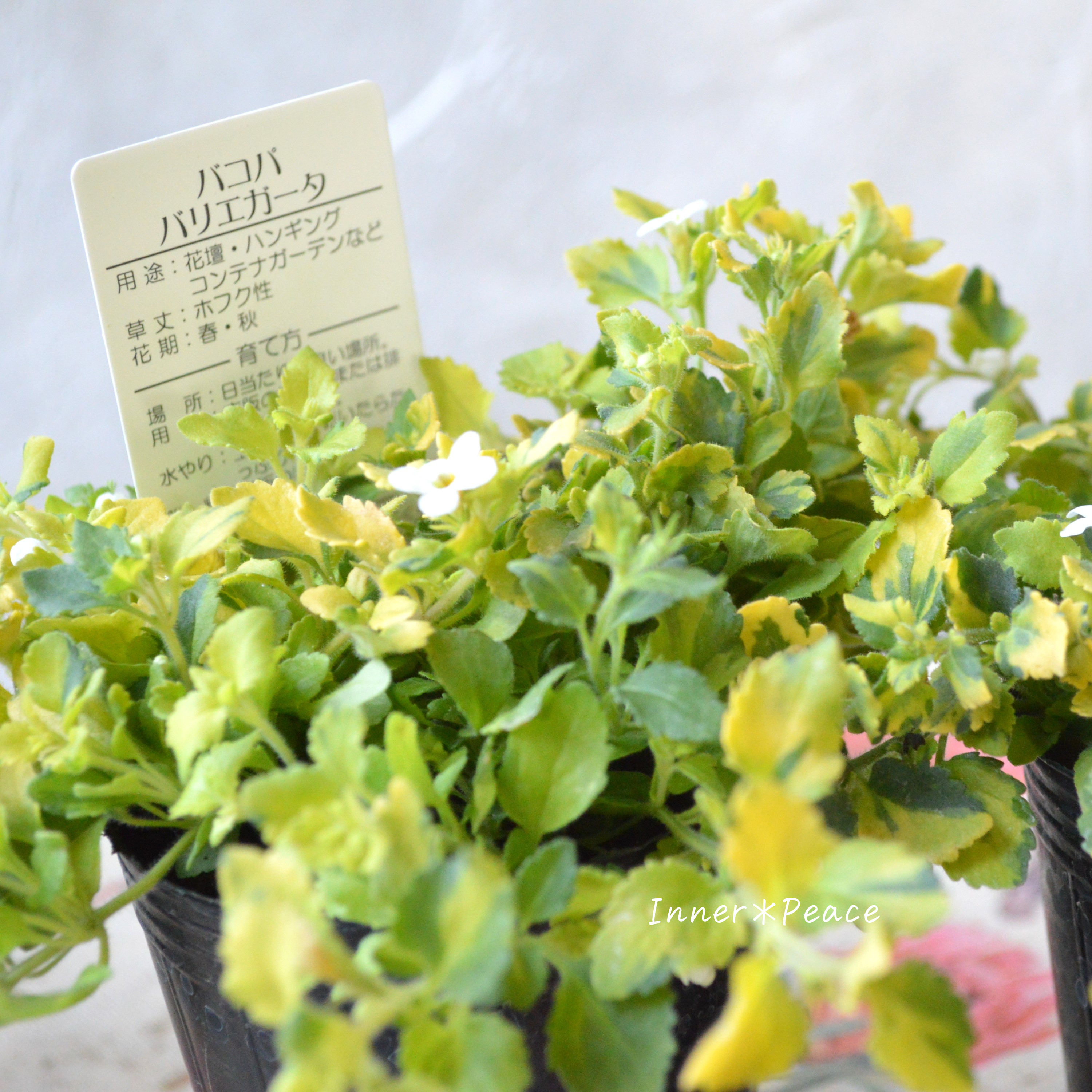 【斑入り】バコパ 『ライムバリエガータ』 2.5寸POT