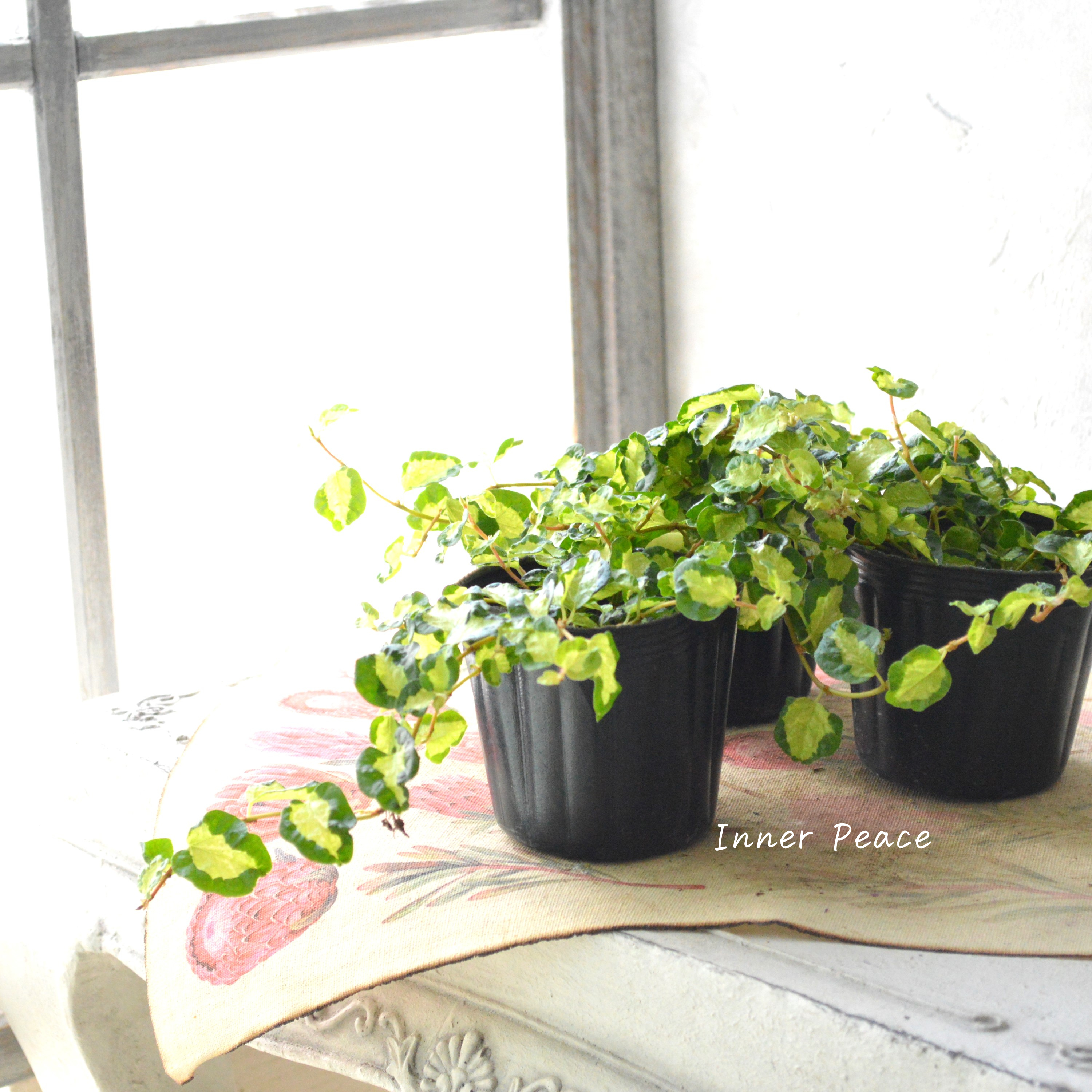 【斑入り】 フィカス プミラ 『月夜の光』 3寸POT