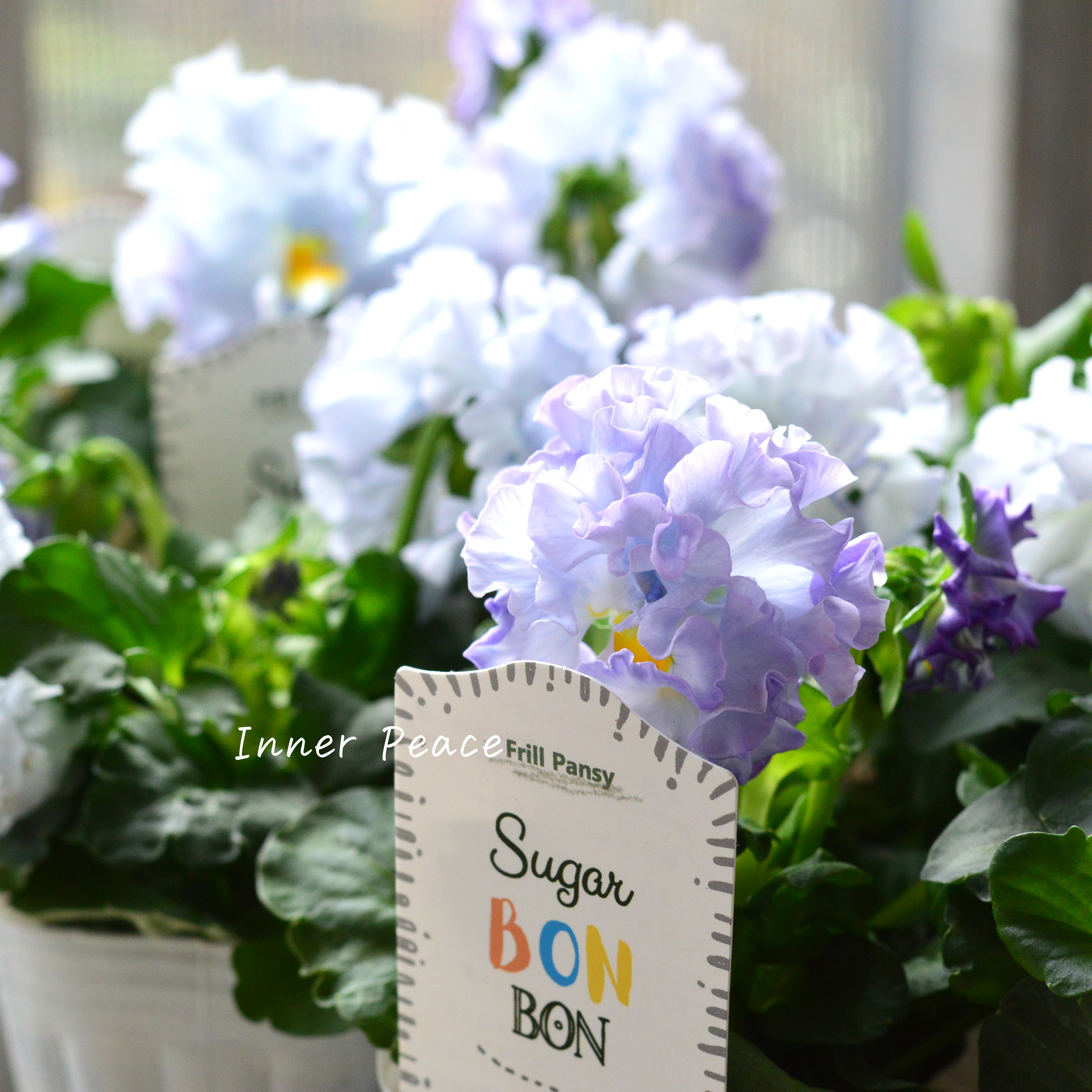 【湘南Berryさん】 フリルパンジー 『シュガーボンボン・ブルー系』 3寸POT