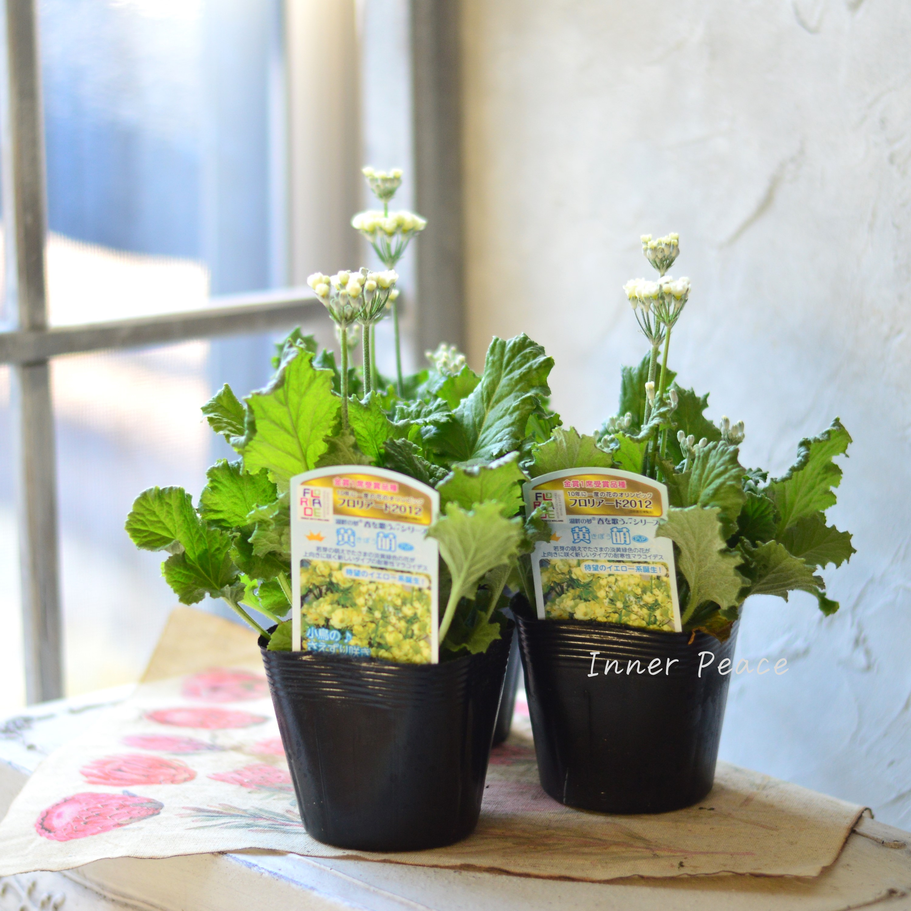 【美しい】 プリムラ マラコイデス 『黄萌~きぼう~』 3.5寸POT