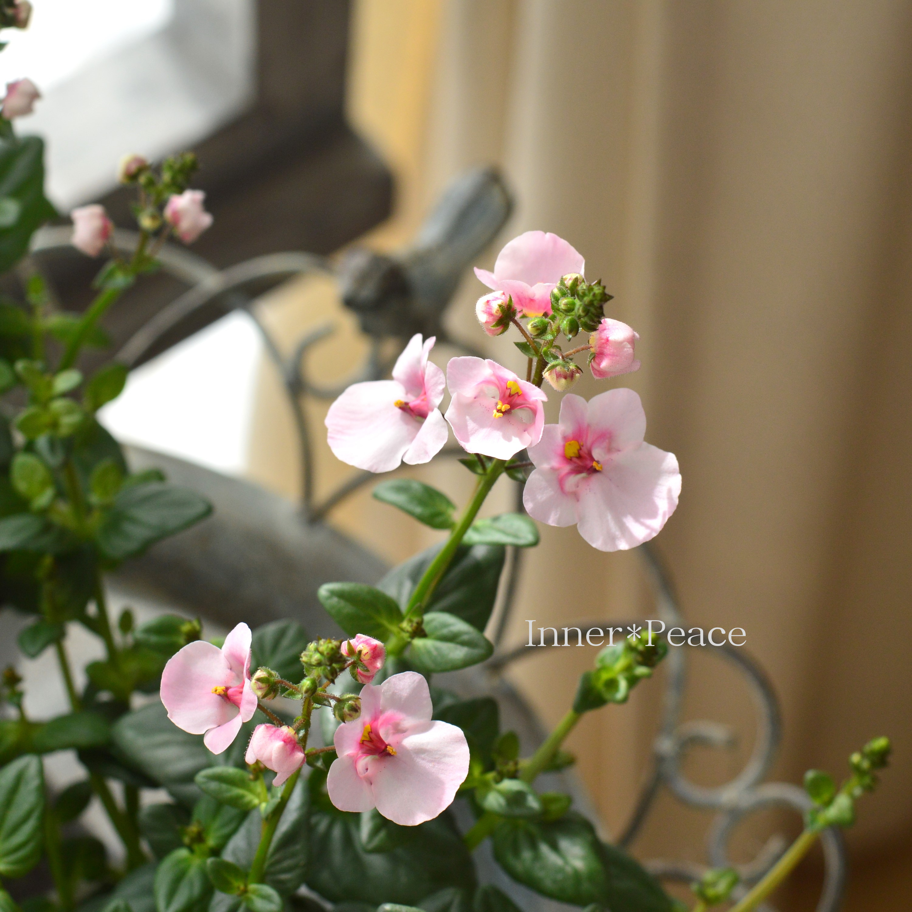 【かわいい】 ディアスシア 『ダーラ・アップルブロッサム』 3.5寸POT