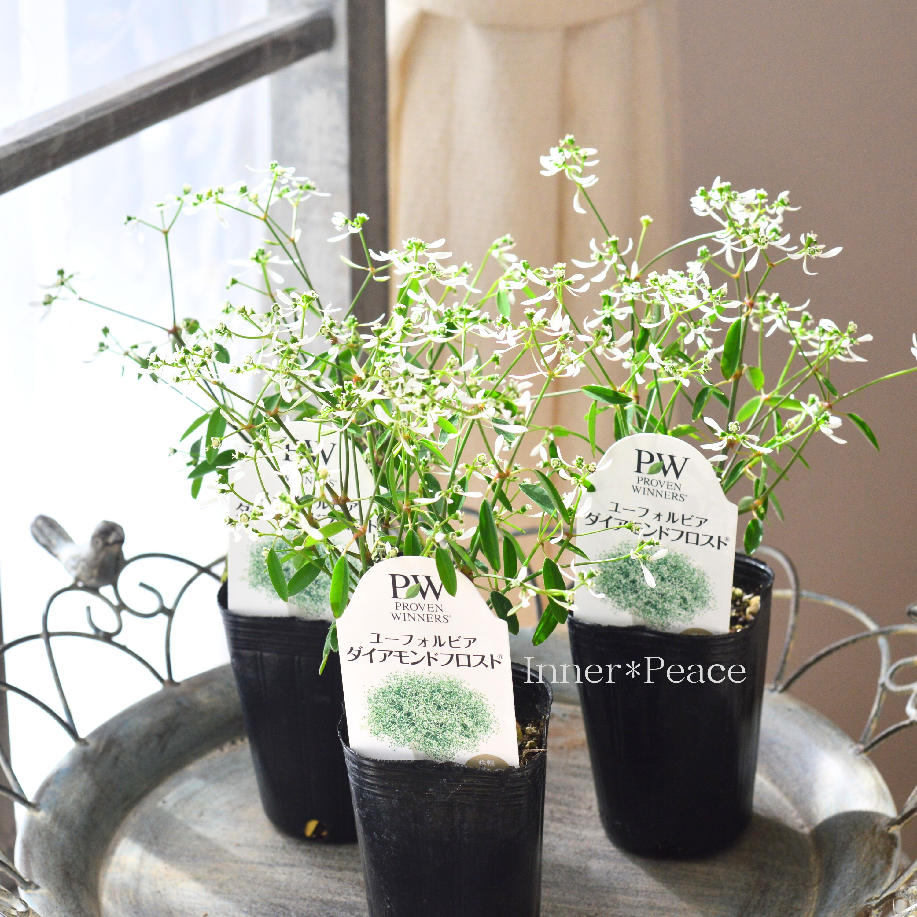 【暑さに強い】 ユーフォルビア 『ダイアモンドフロスト』 2.5寸~3寸POT