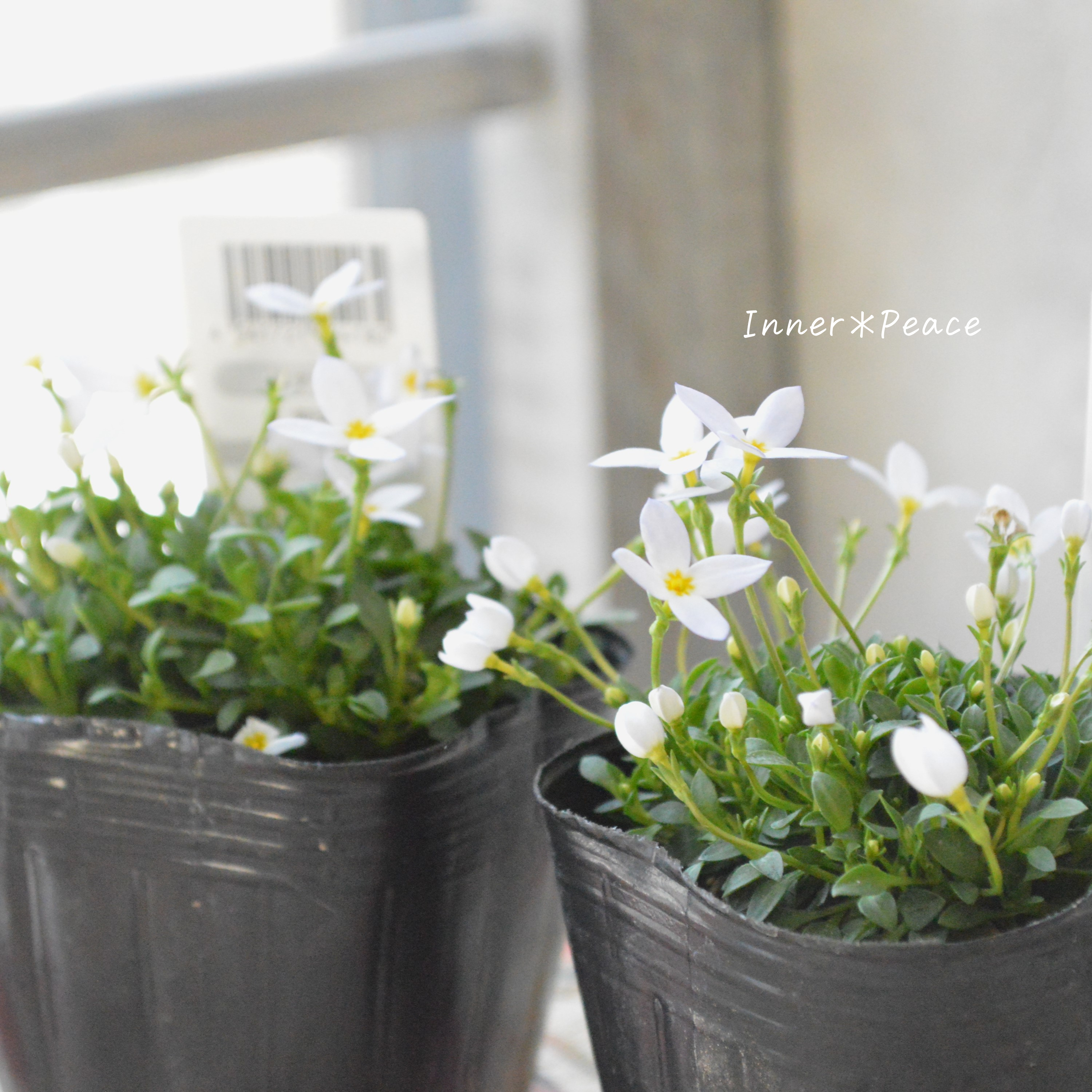 【かわいい】 ヒナソウ 『ホワイト』 3寸POT