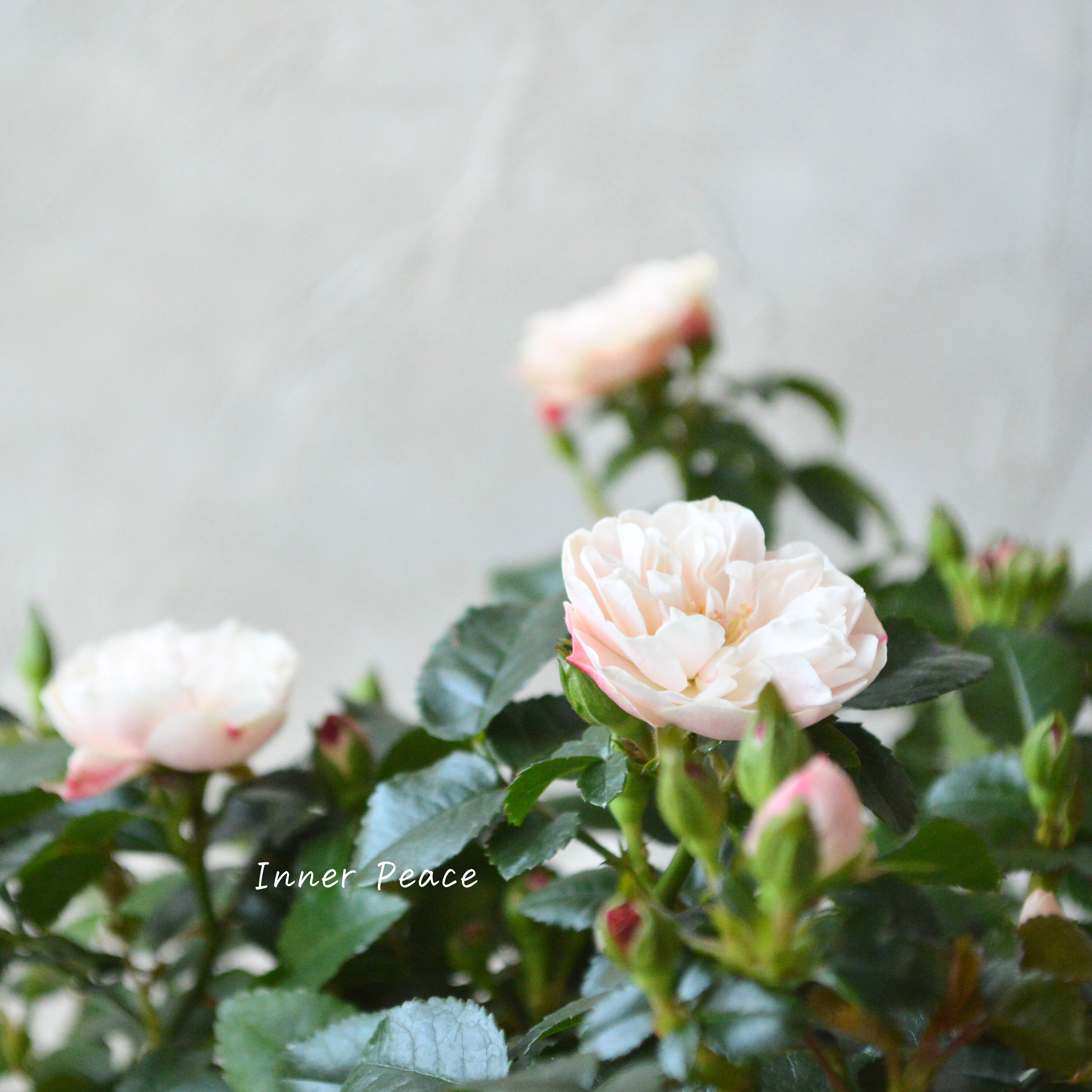 【美しい】 ミニ薔薇 『グリーンアイス』 3寸POT