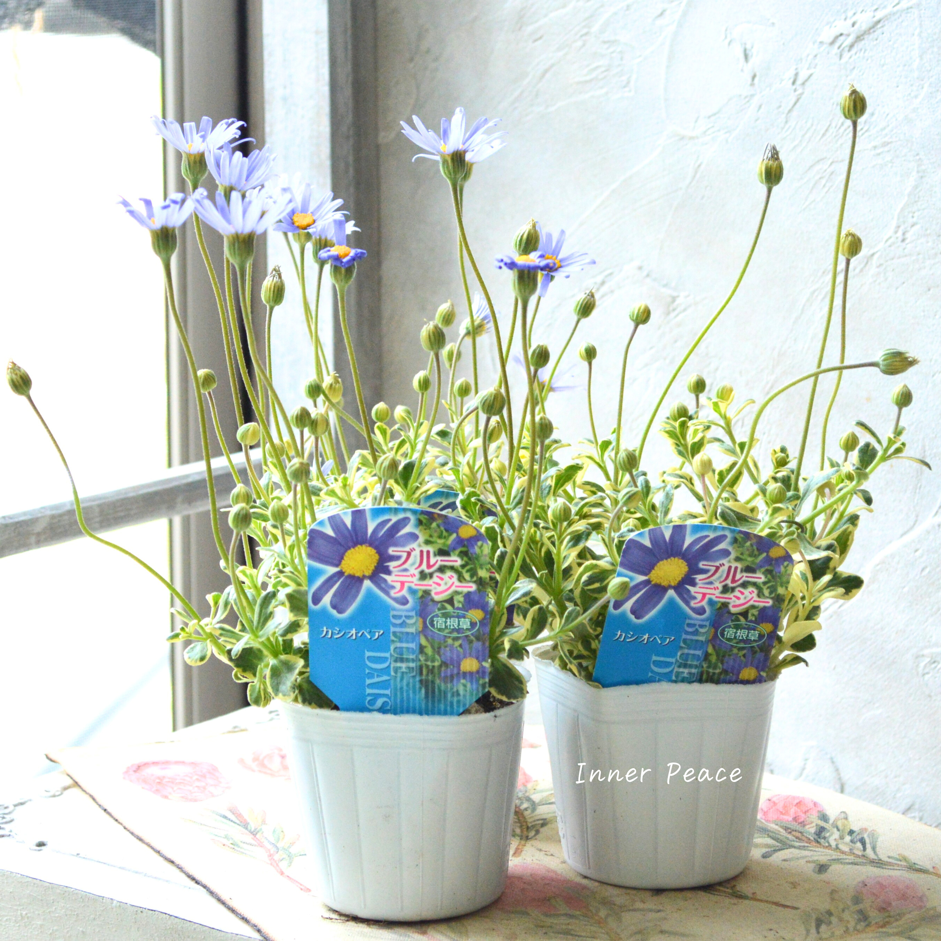 【斑入り】 ブルーデージー 『カシオペア』 3号POT