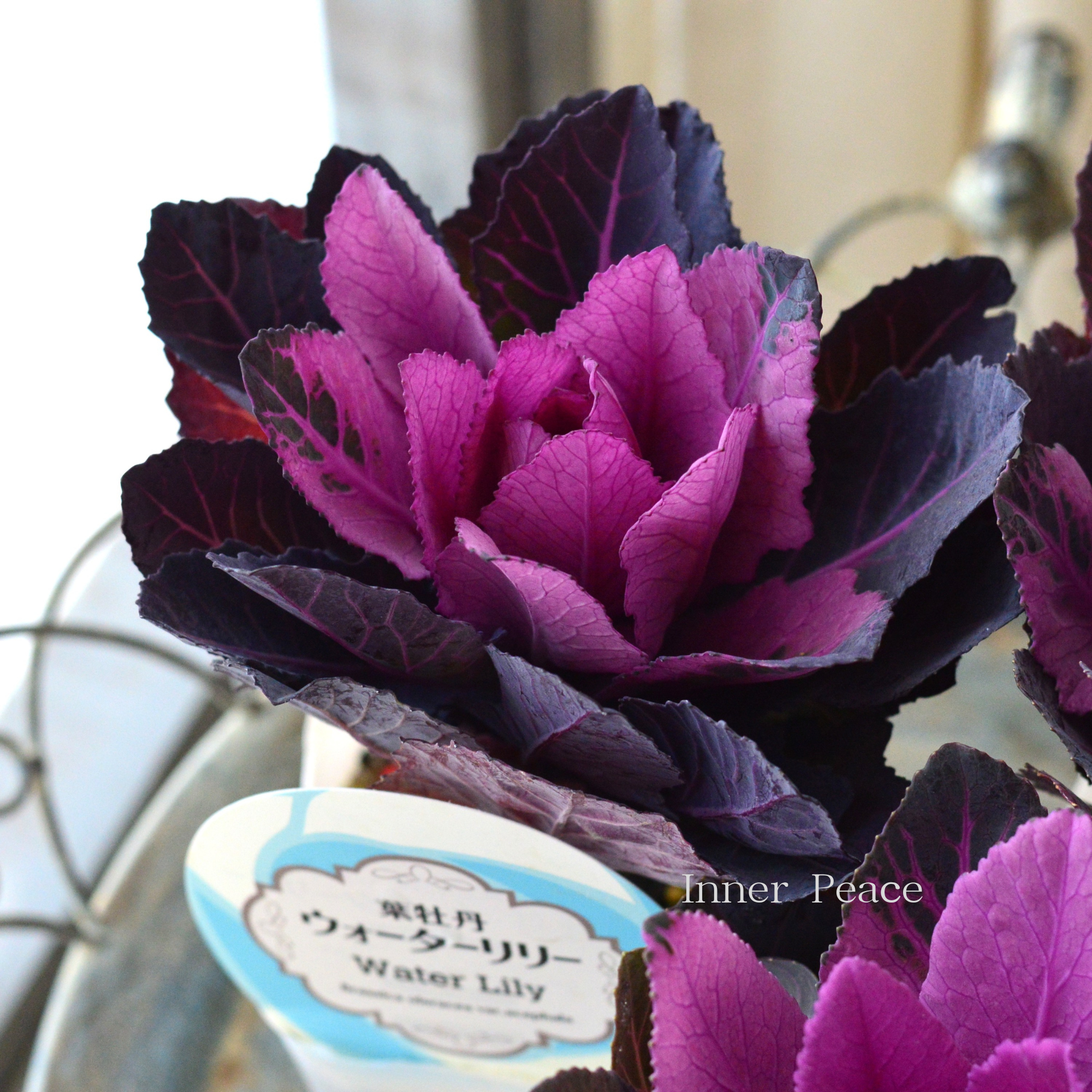 【美しい】 葉牡丹 『ウォーターリリー・赤』 3寸POT