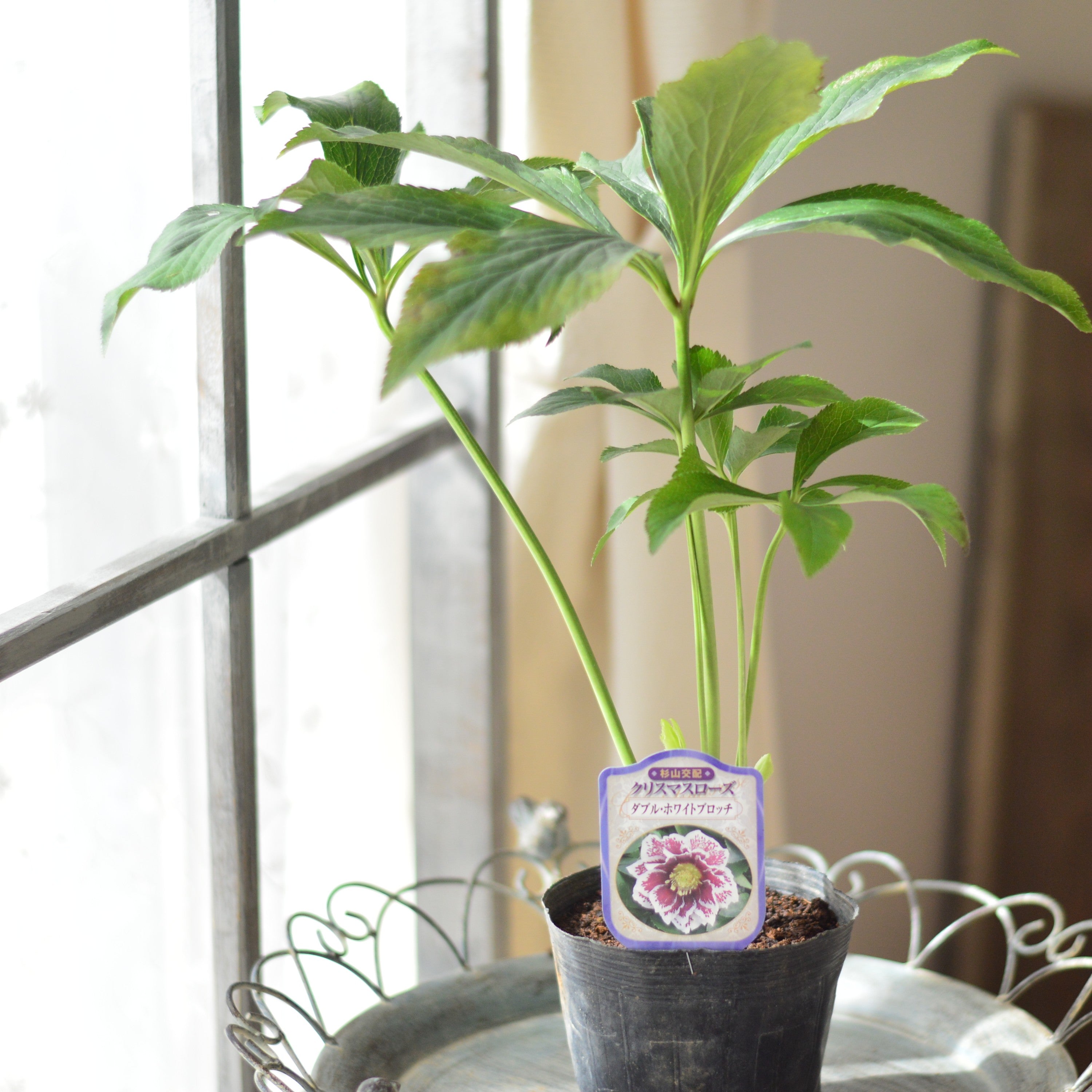 【杉光園芸さん】 クリスマスローズ 『ダブル・ホワイトブロッチ』 4寸POT