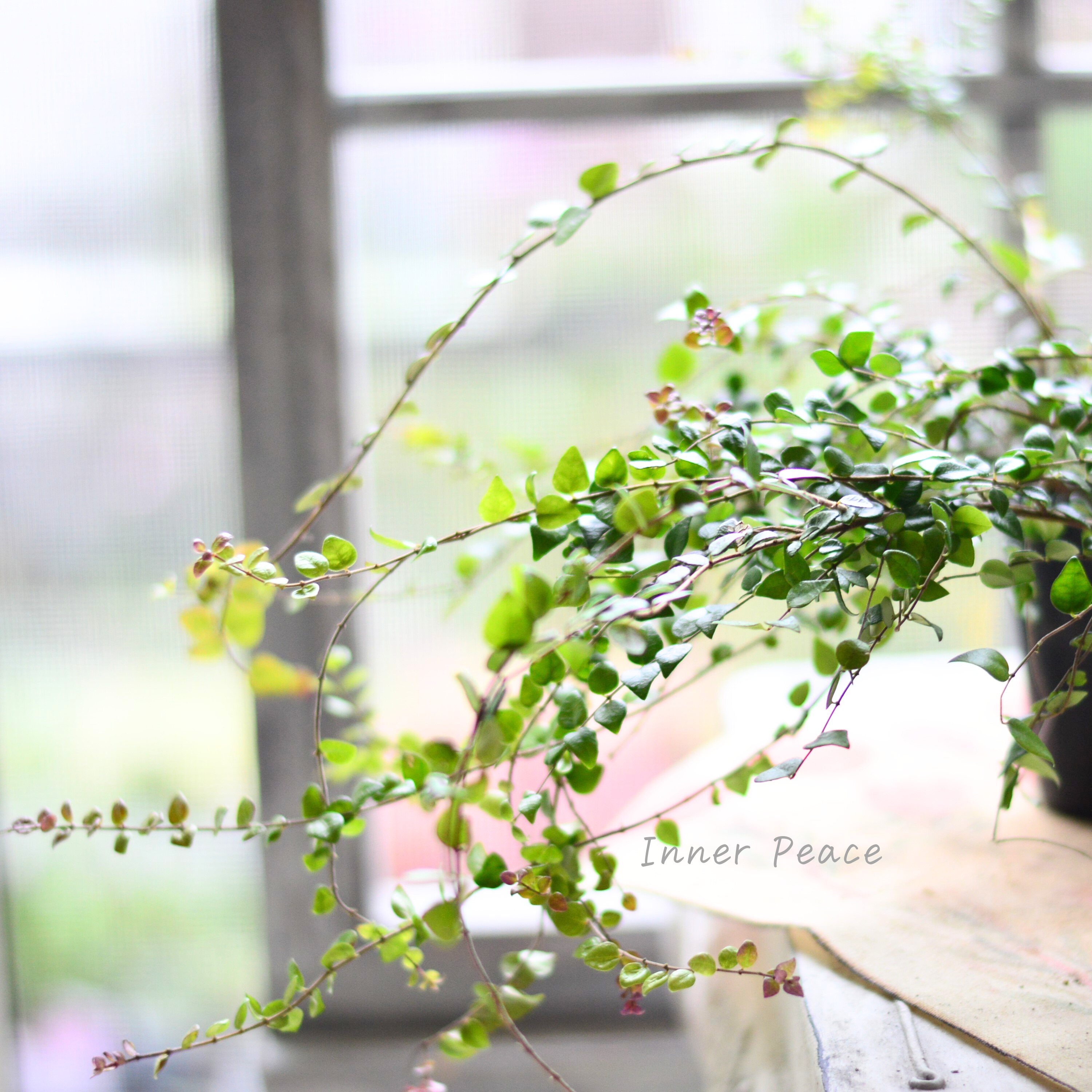 【常緑】 ロニセラ ニティダ 『レッドチップ』 3寸POT