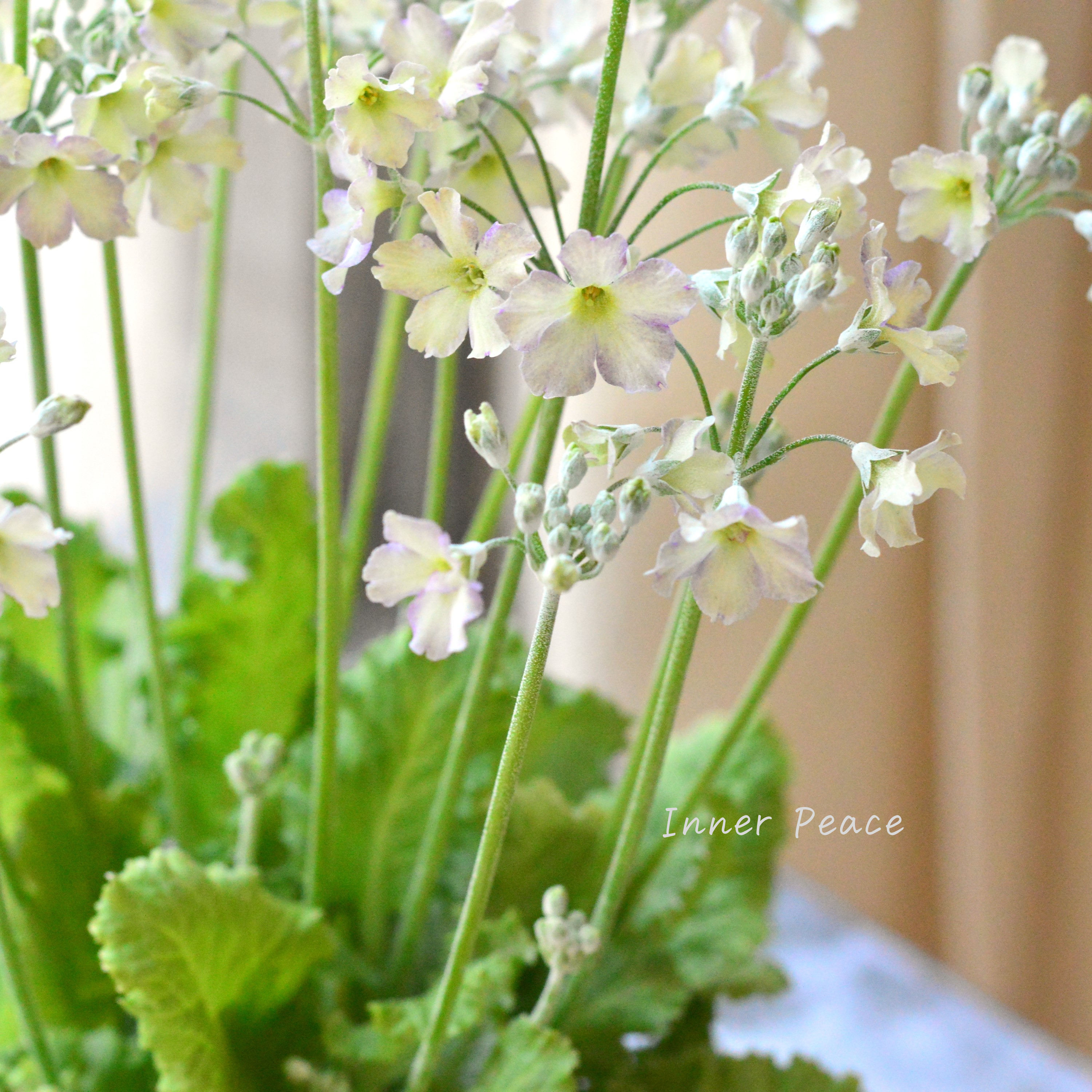 【可憐】 プリムラ マラコイデス 『イーライムピコティ』 3.5寸POT