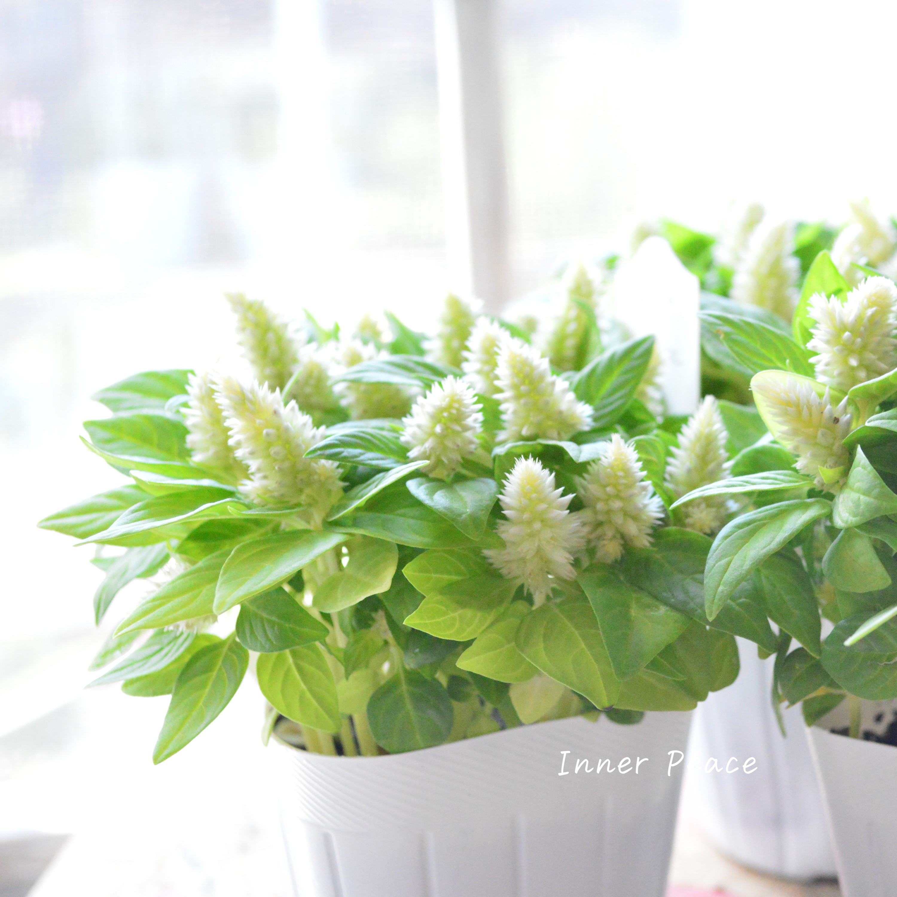 【秋のお花】 ケイトウ(多粒撒き) 『クリーム』 3寸POT