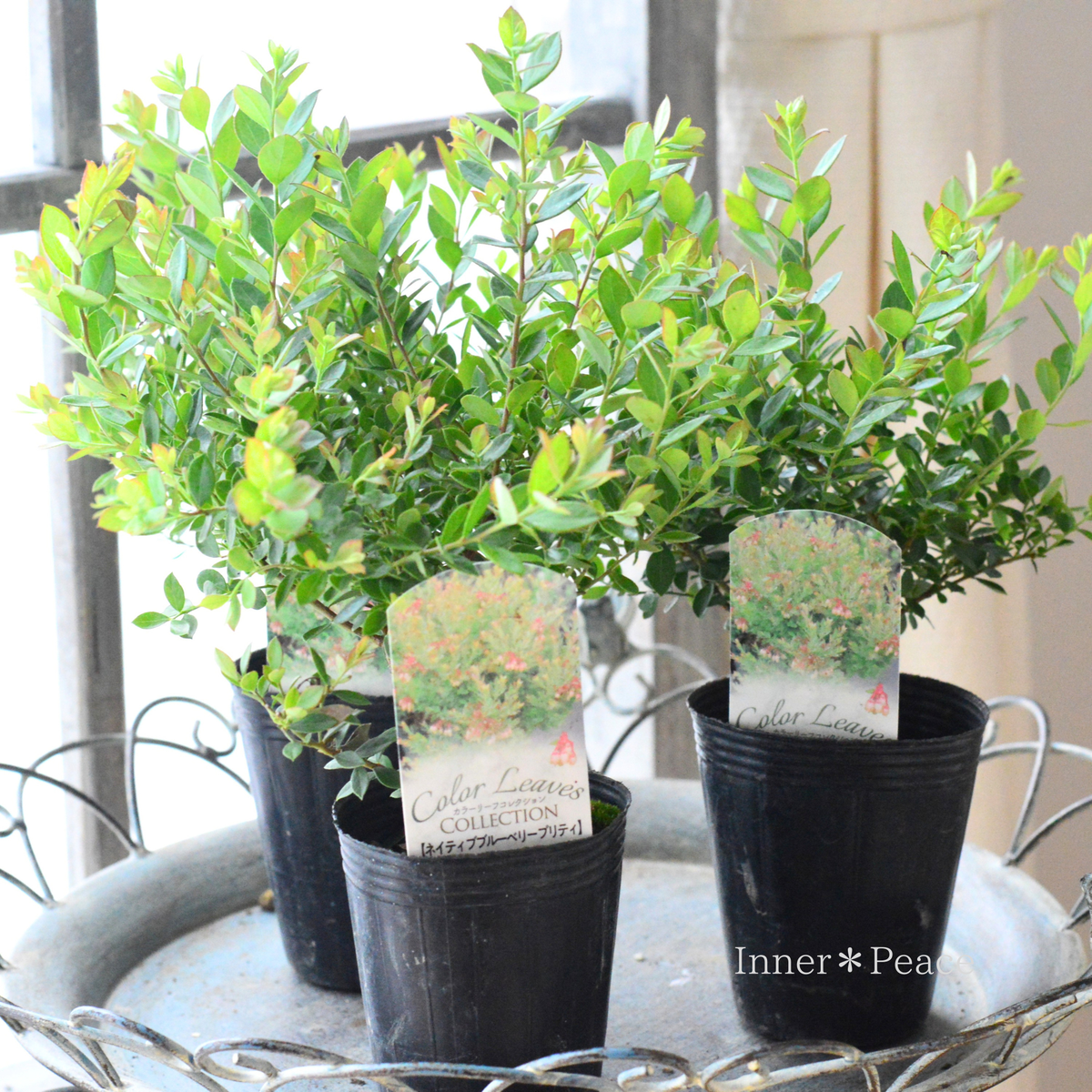 【寄せ植えに】 ネイティブブルーベリー『プリティ』 2.5寸ロングPOT