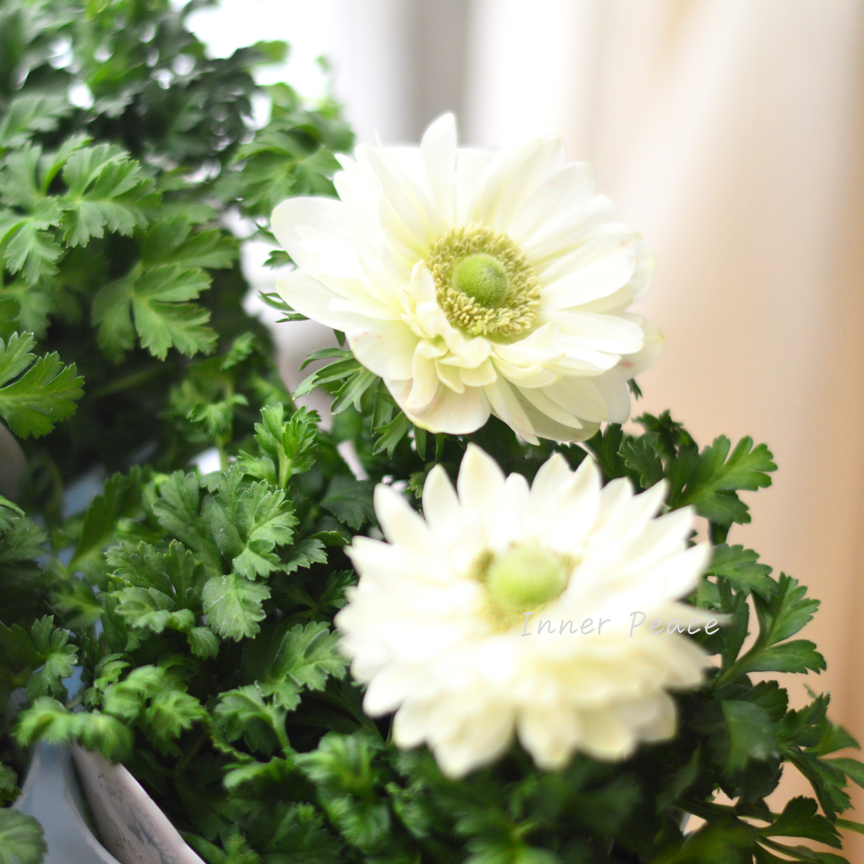 【神花園さん】 3本植え! 八重咲きスペシャルミックスアネモネ 『ホワイト』 3.5寸ロングPOT