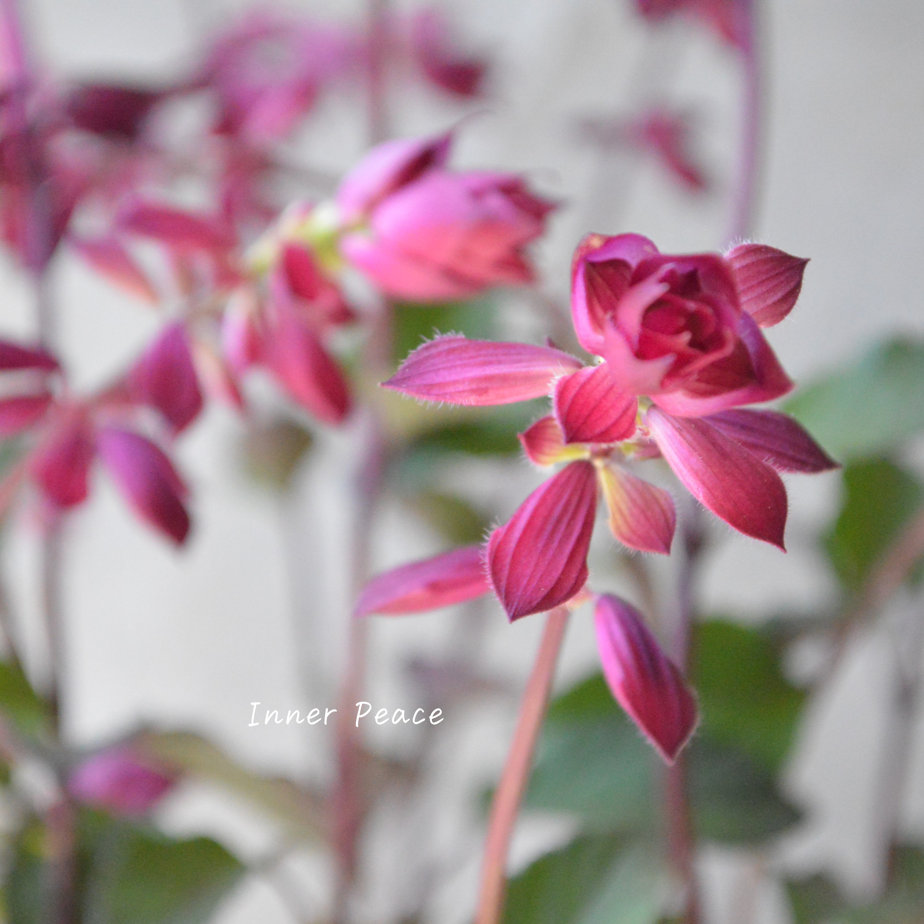 【宿根】 サルビア 『バーニングウィッシュ』 3.5寸POT