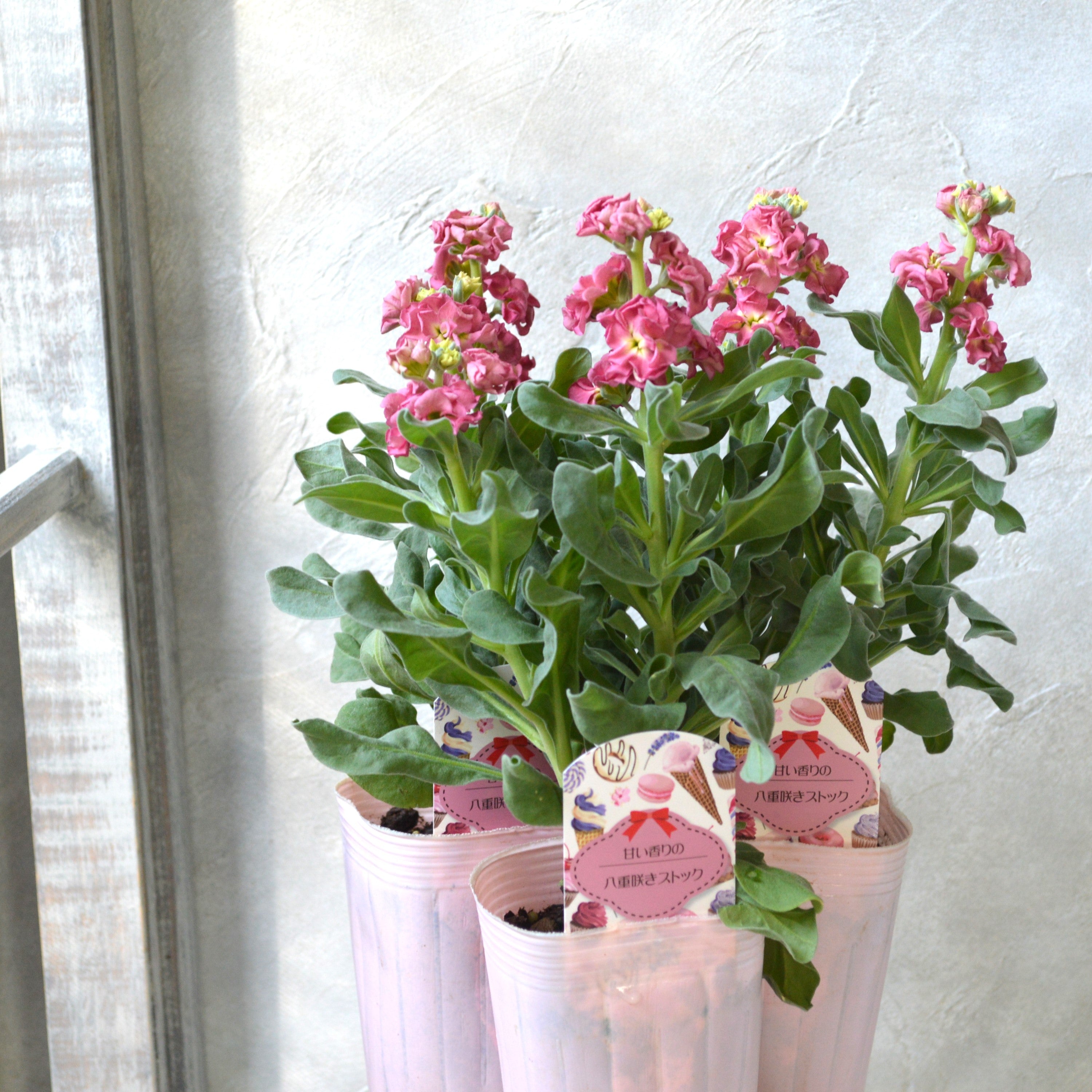 【八重咲き】 ストック・ヴィンテージ 『カッパー』 3寸ロングPOT