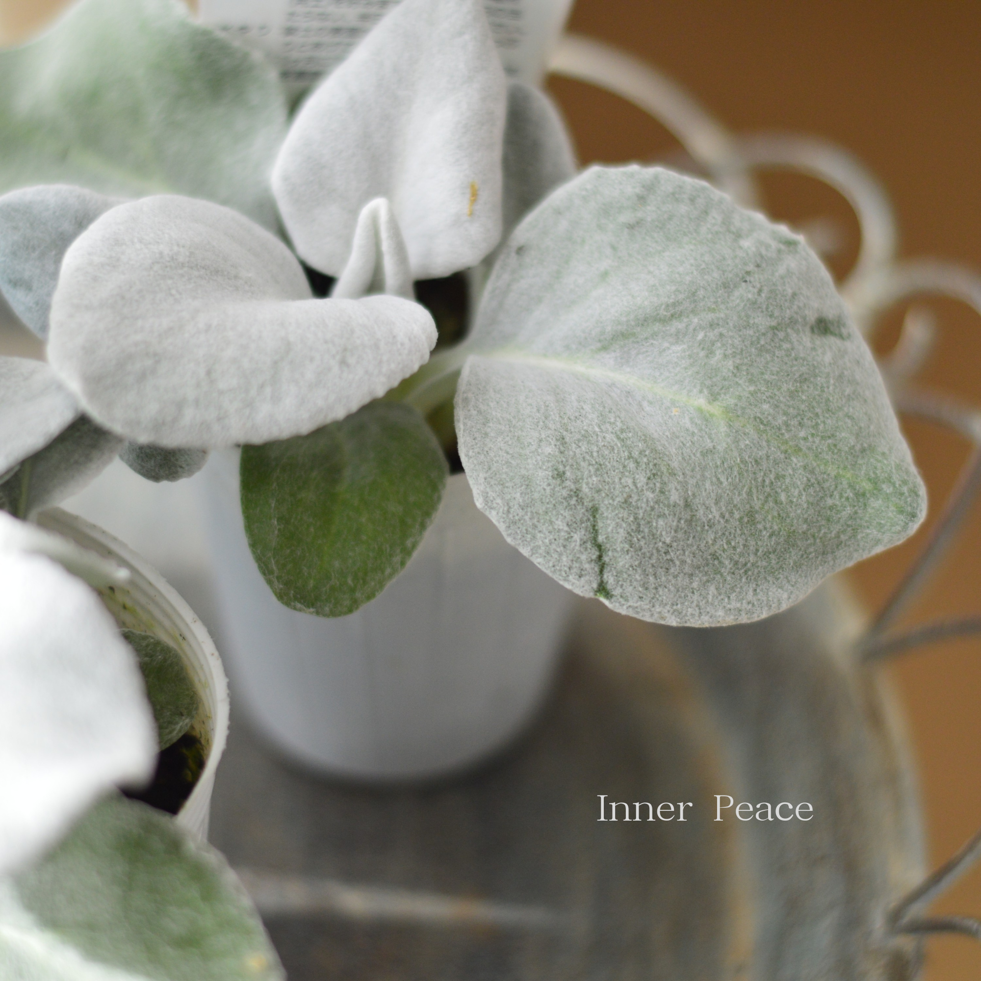 【寄せ植えに】 セネシオ 『エンジェルウィングス』 2.5寸ロングPOT