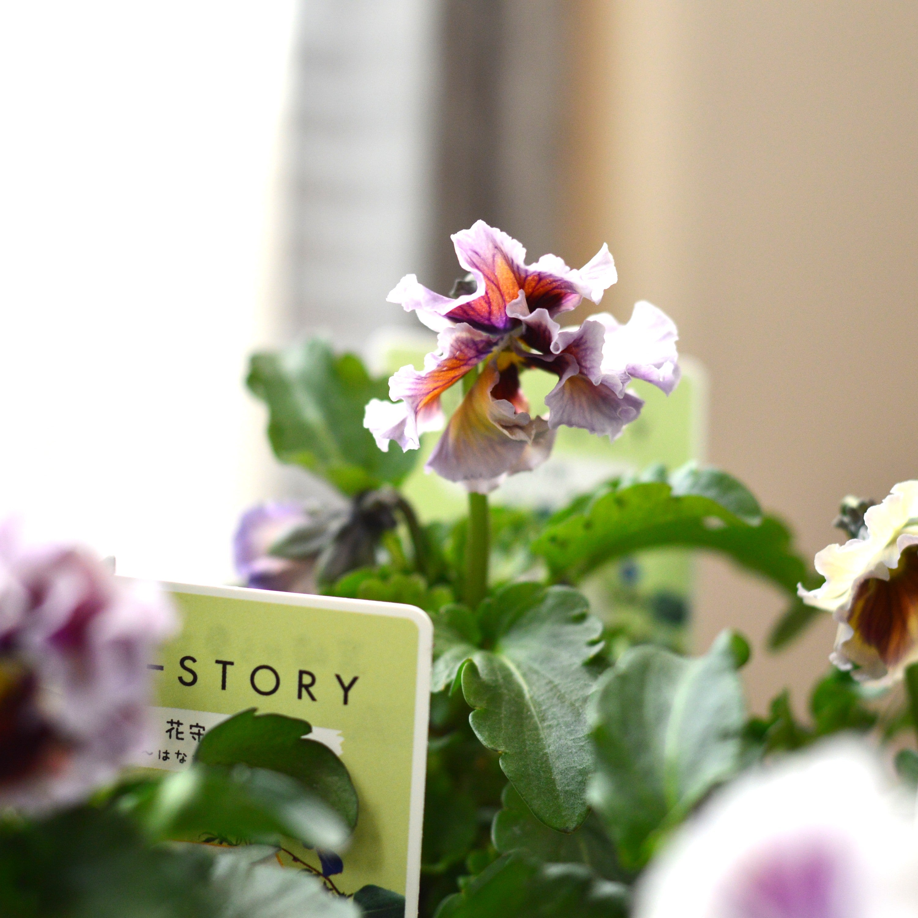 【石村あさみさん育種】 パンジー 『A-STORY 花守の詩 はなもりのうた』 3.5寸POT