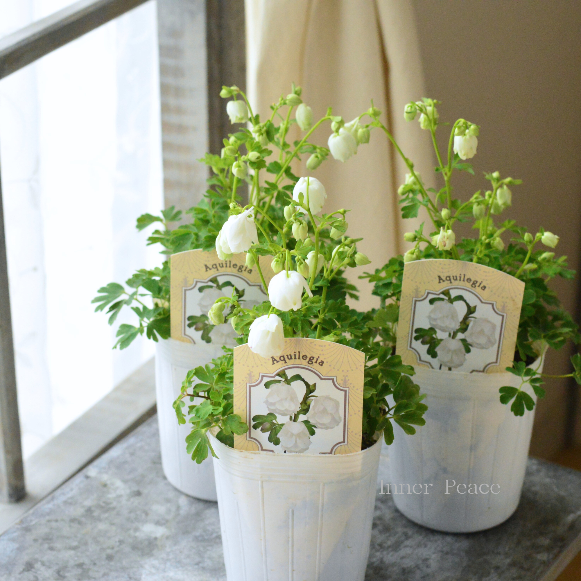 【松原園芸さん】 姫オダマキ 『ティアードフリル・ホワイト』 3寸ロングPOT