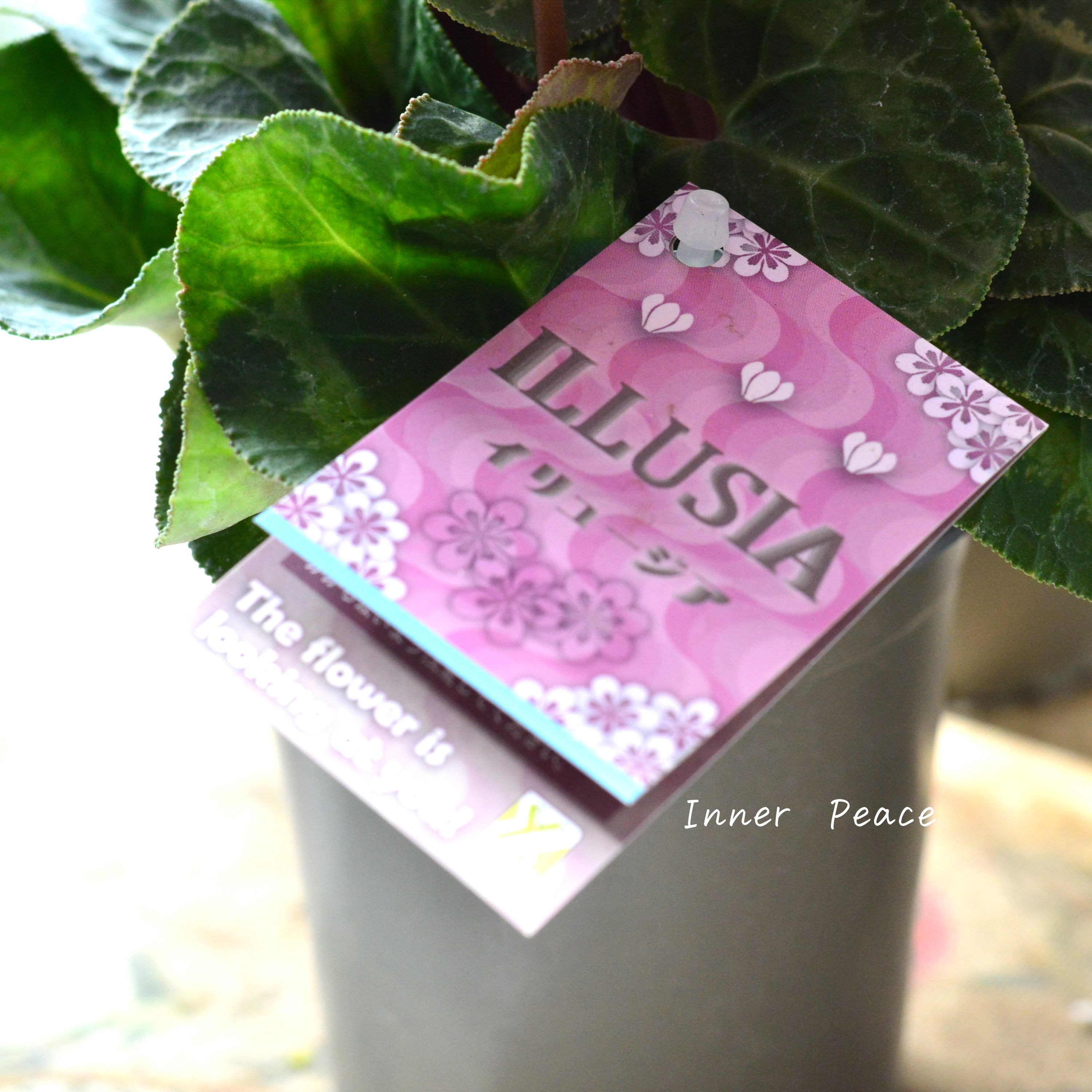 【新品種】 ミニシクラメン 『イリュージア・ピンクラテ』 3寸硬質POT