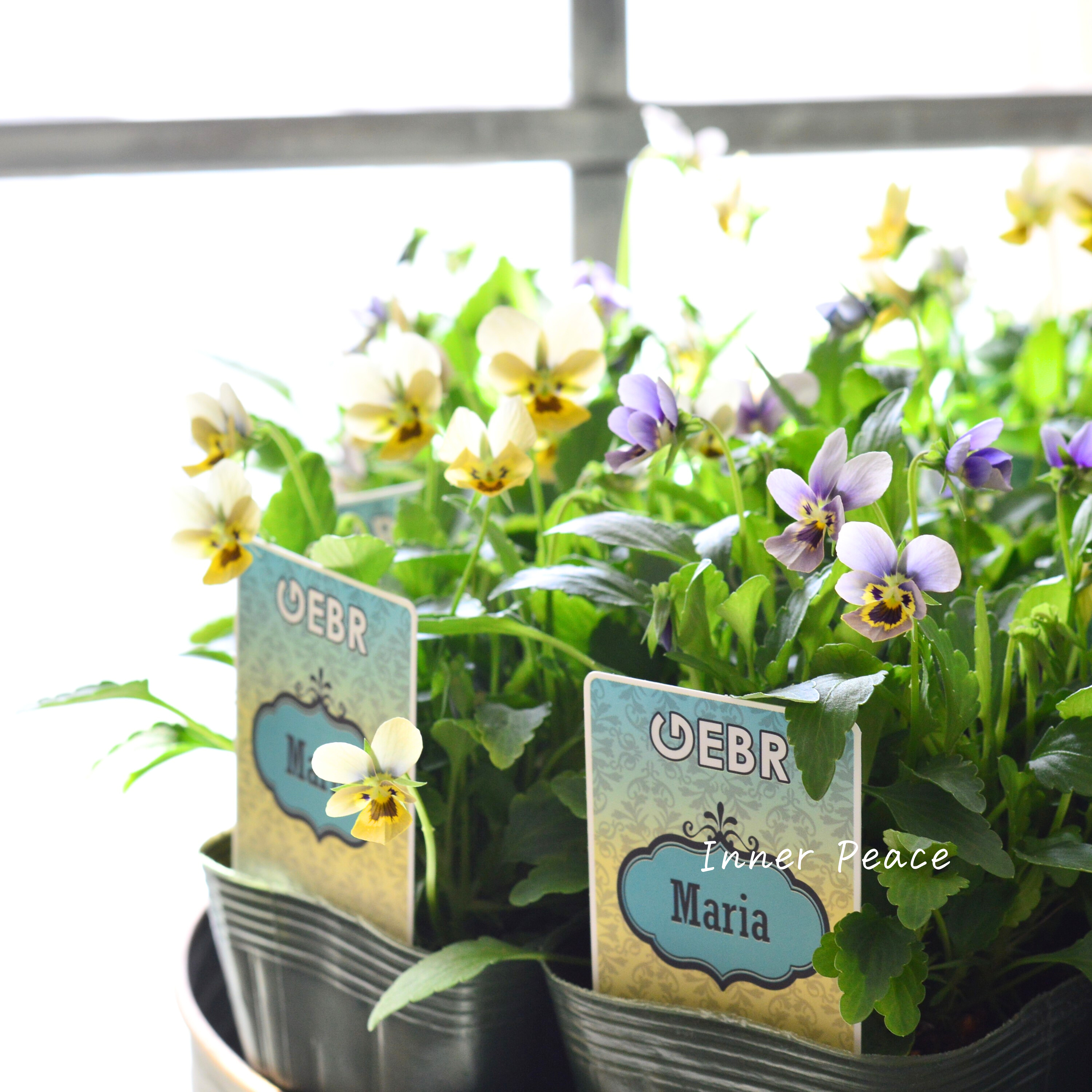 【ゲブラさん】 小輪ビオラ 『マリア』 3.5寸POT