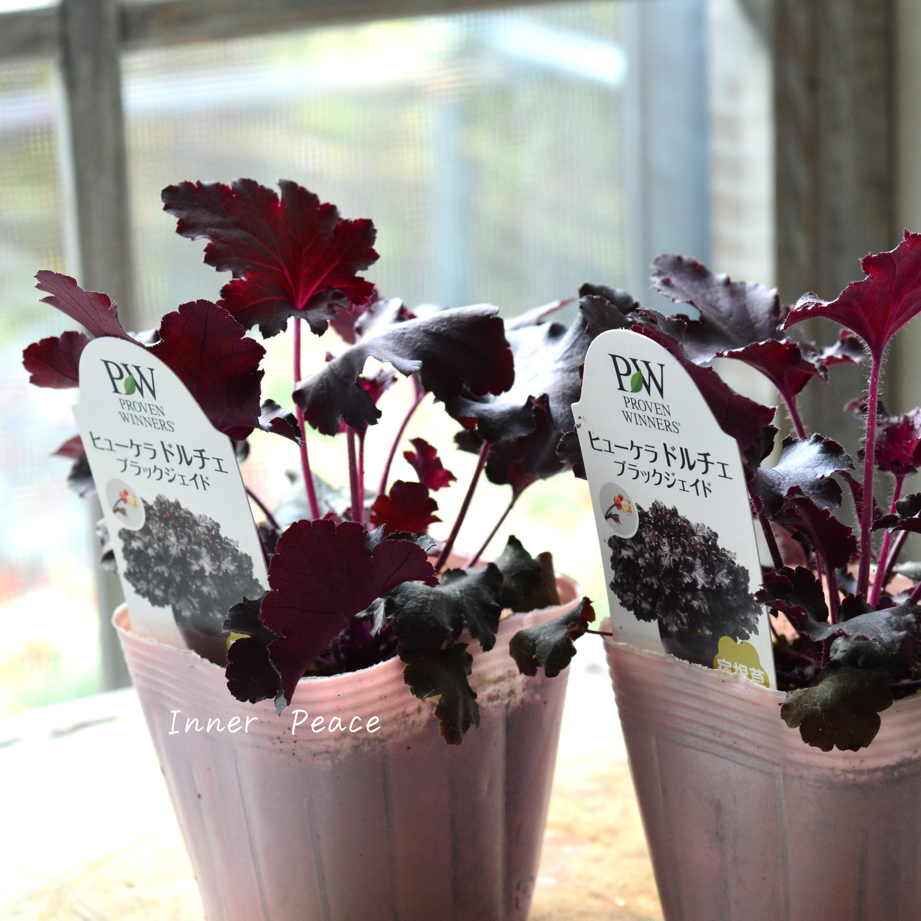 【PW】 ヒューケラ ドルチェ 『ブラックジェイド』 3.5寸POT