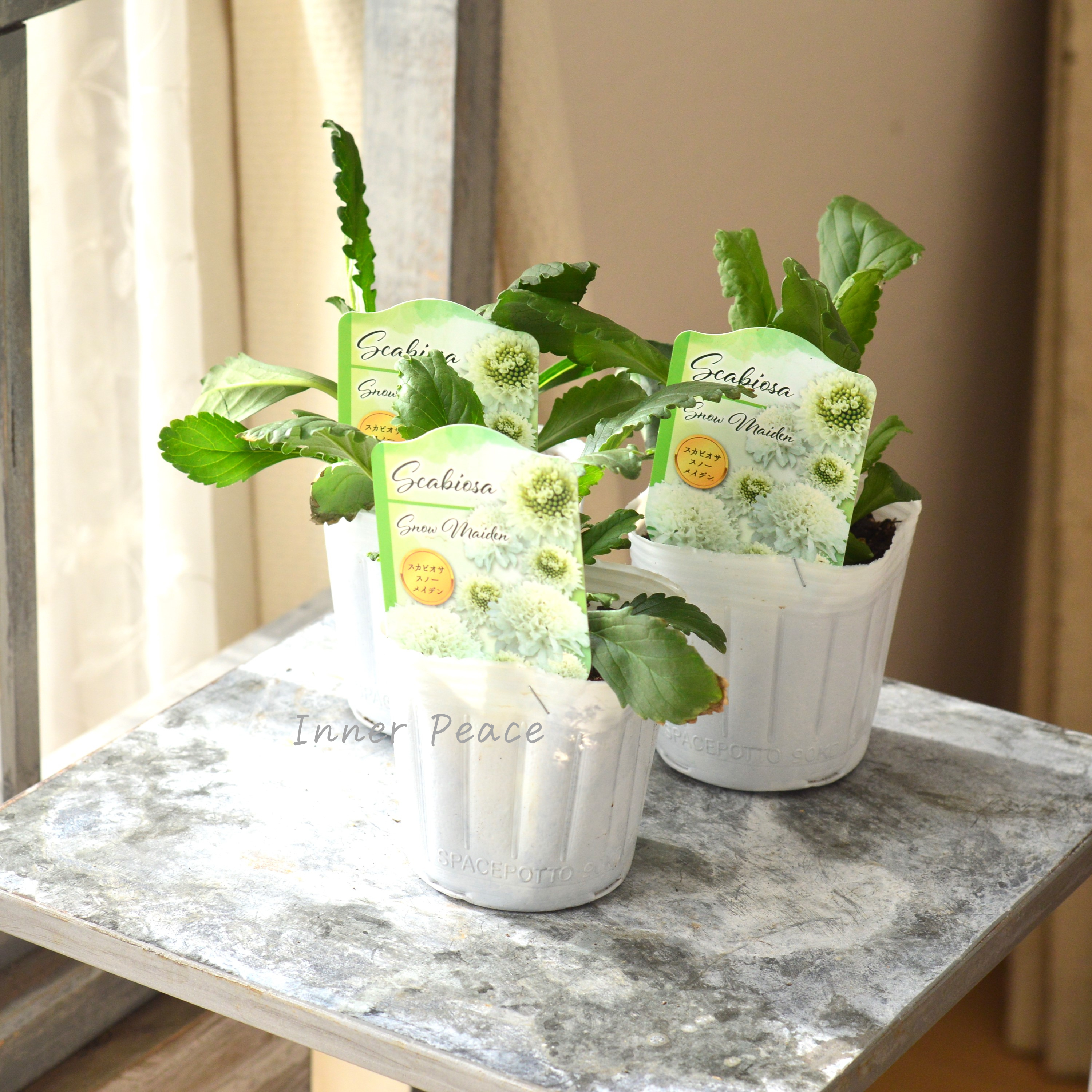 【見元園芸さん】 スカビオサ 『スノーメイデン』 植え込み用 3寸POT