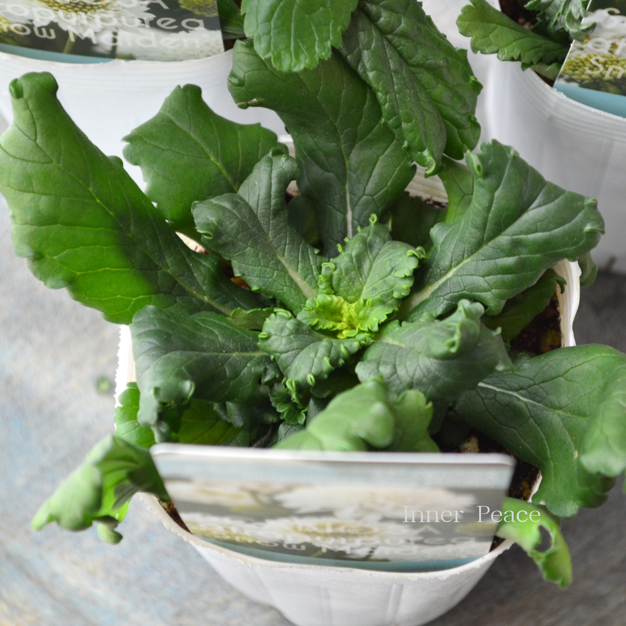 【暑さ寒さに強い】 スカビオサ 『スノーメイデン』 植え込み用 3寸POT