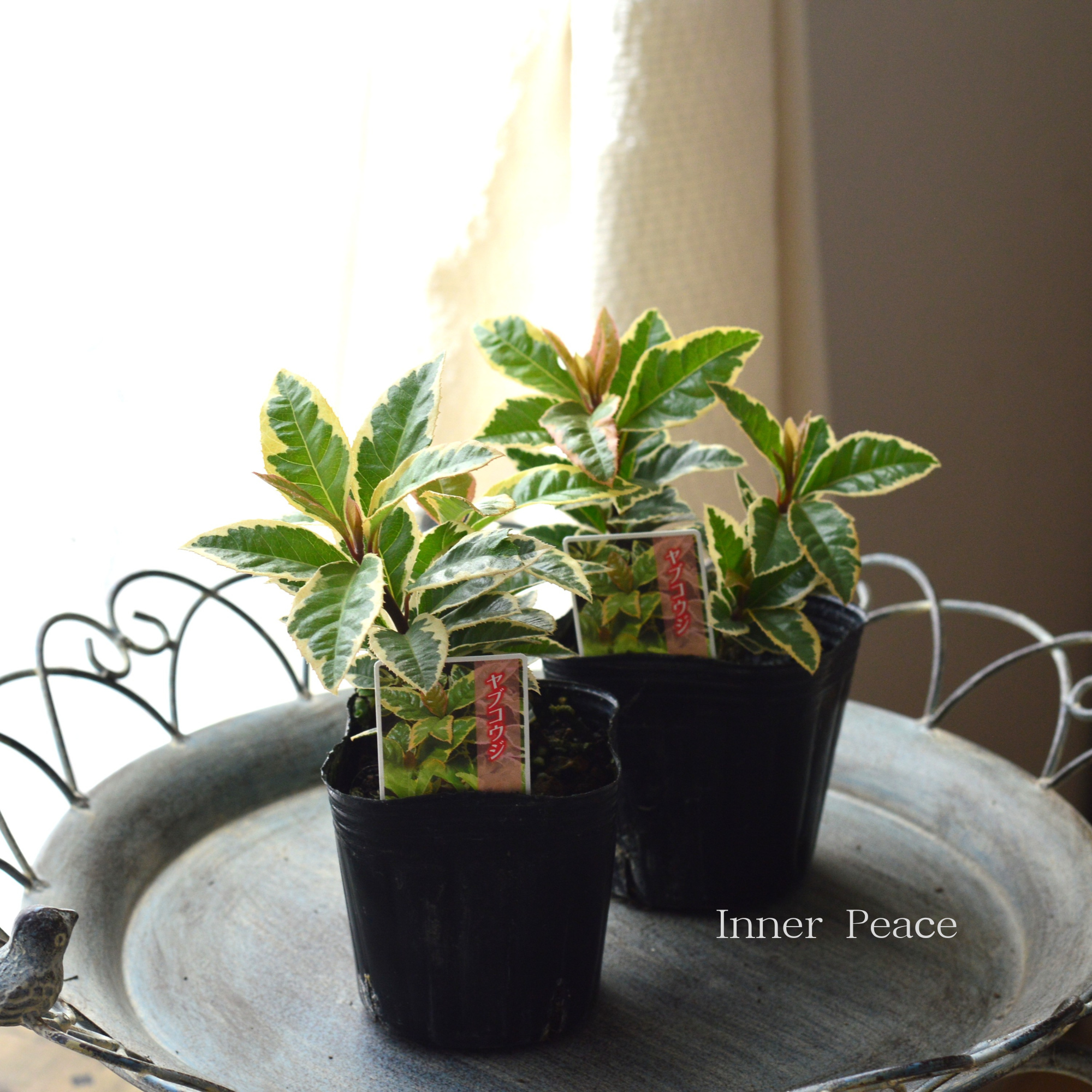 【斑入り】 ヤブコウジ 3寸POT