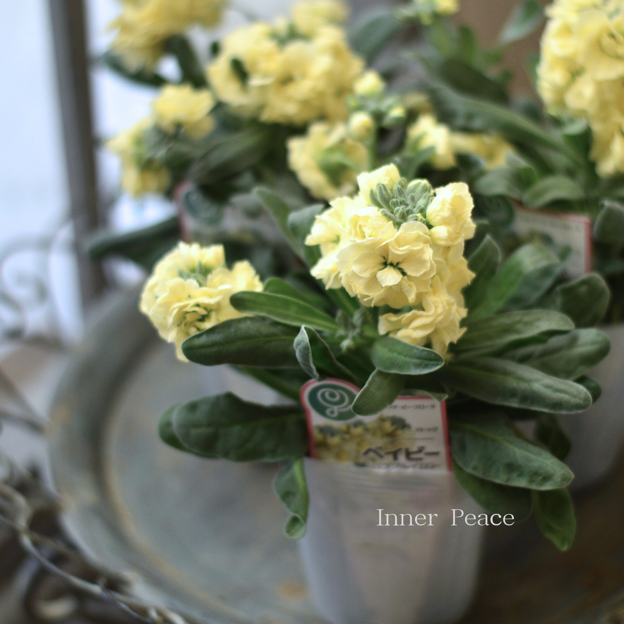 【八重咲き】 ストック ベイビー 『ハイダブルイエロー』 3寸ロングPOT